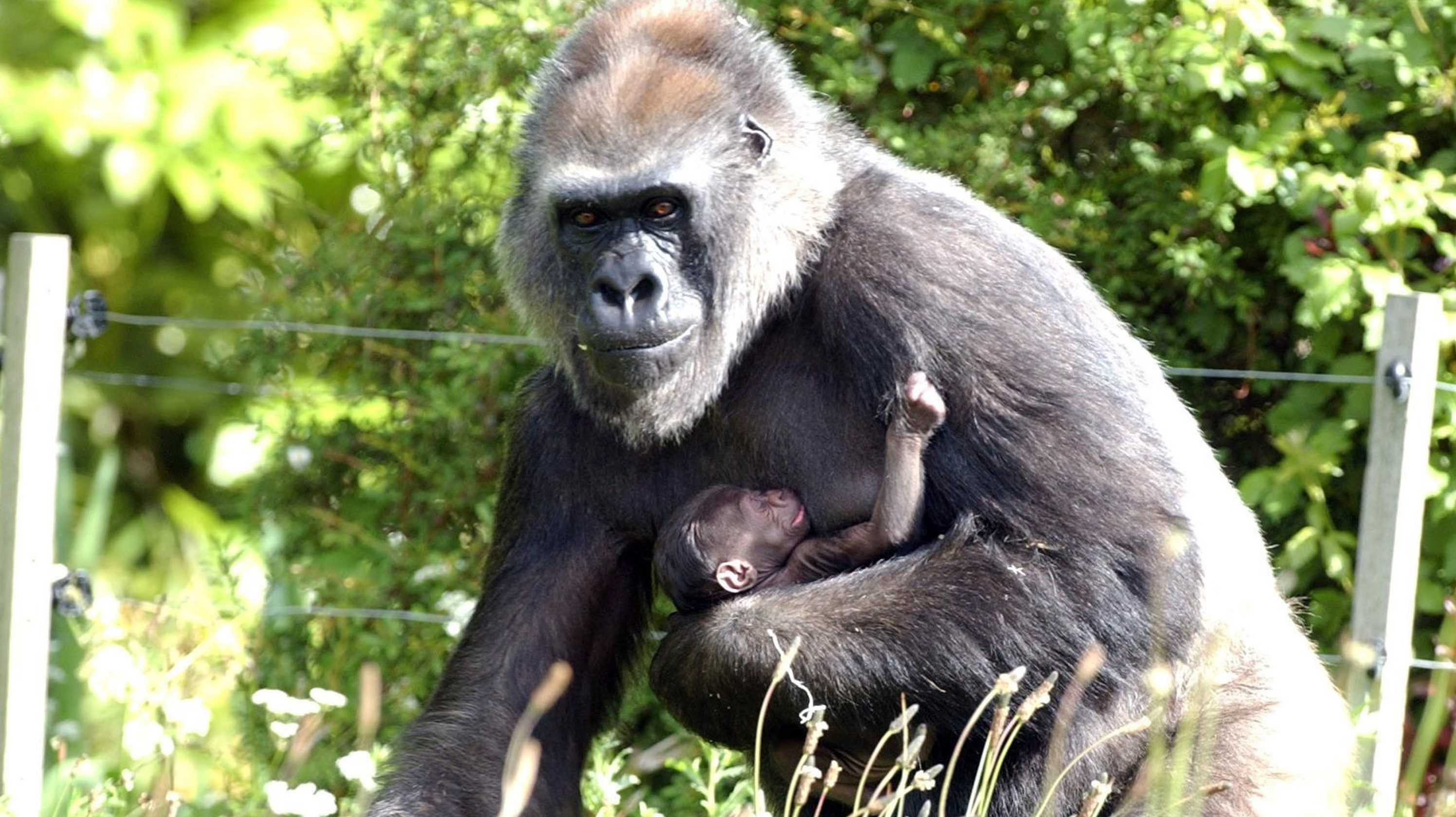 Fél éven belül már a második gorillabébi született a bristoli állatkertben