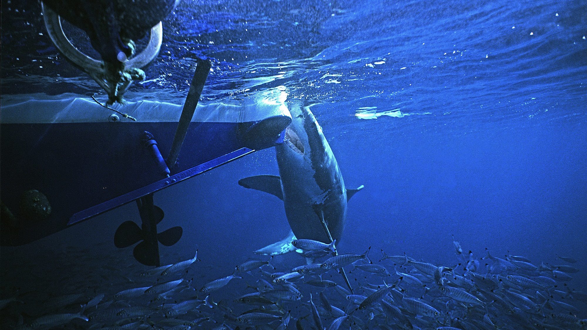 1934 óta nem volt ilyen sok halálos cápatámadás Ausztráliában