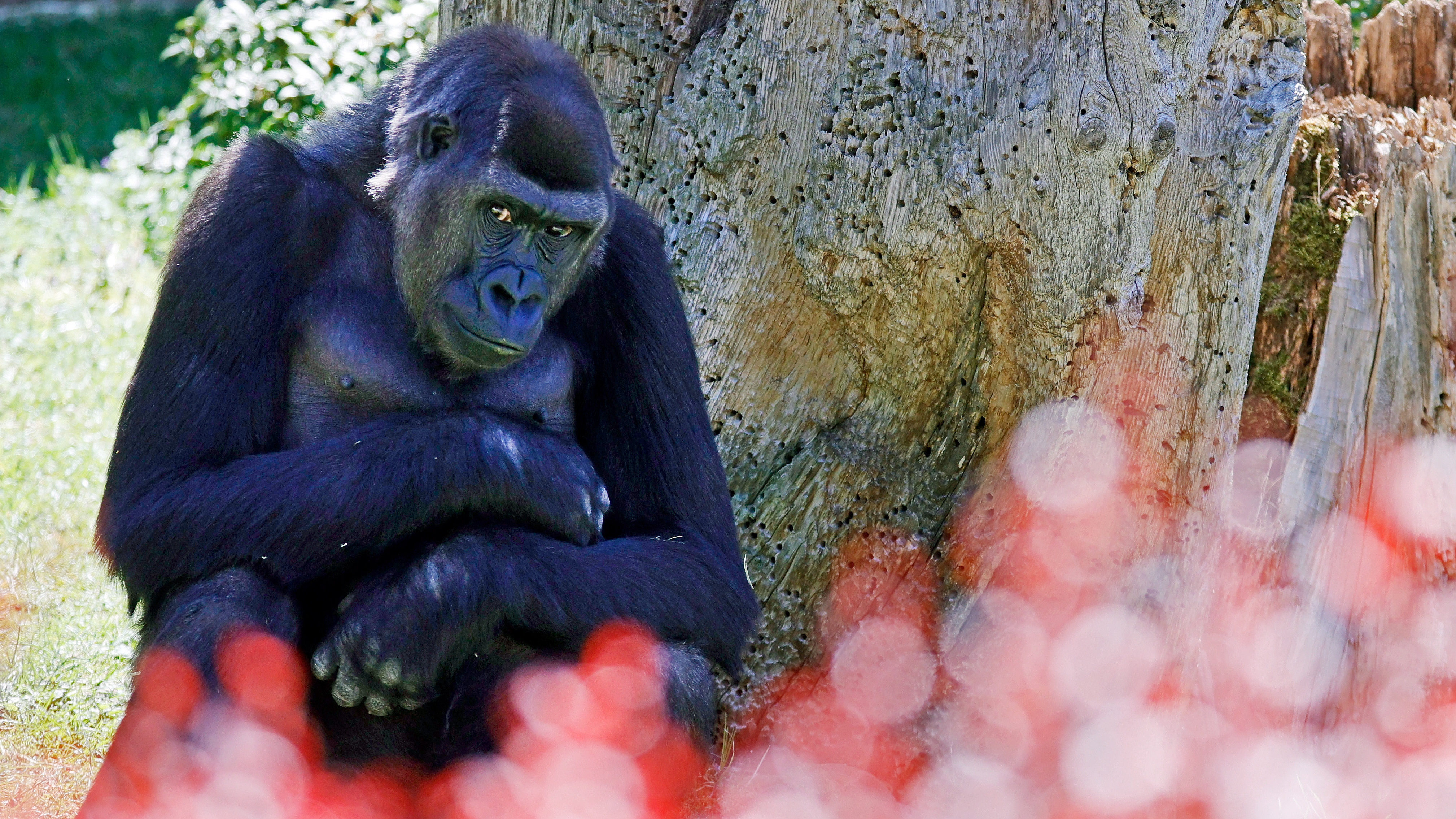 Megöltek hat vadőrt a hegyi gorillák kongói nemzeti parkjában