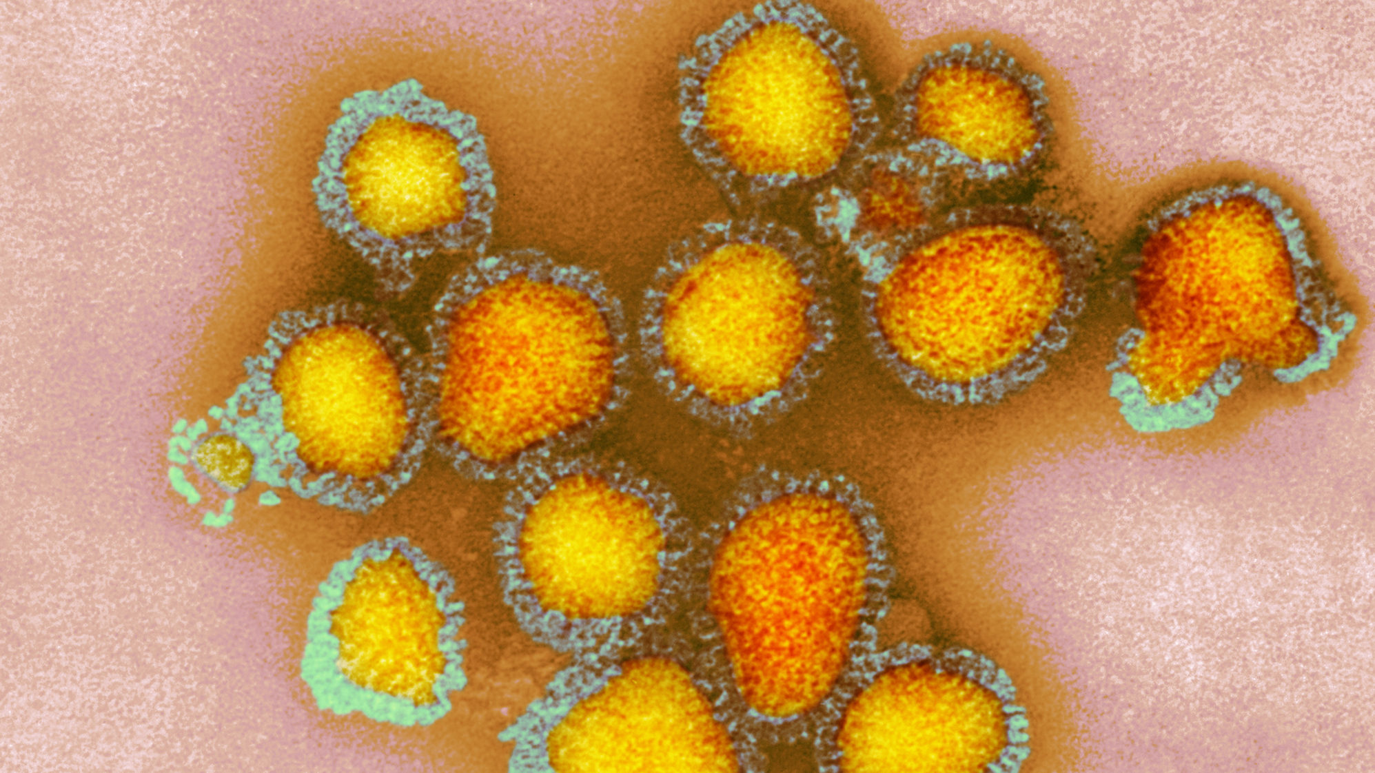 Így védekezik a szervezet a mutálódott vírusok ellen