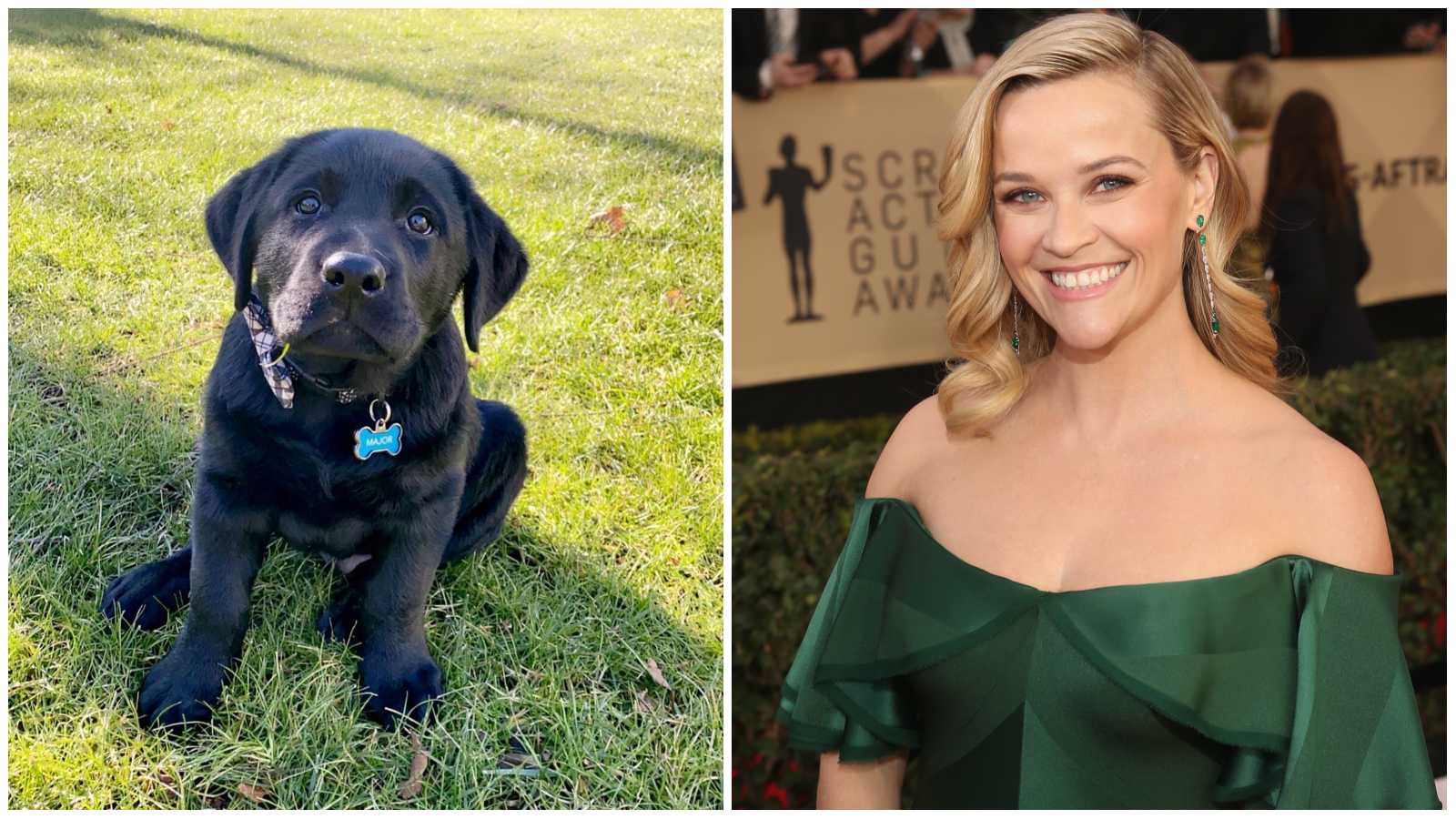 Kevés cukibb dolog van, mint ez a kép Reese Witherspoon kiskutyájáról