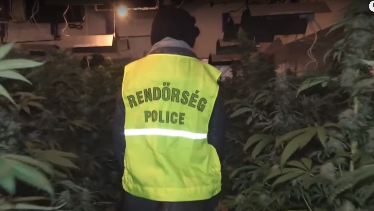 Nyakig érő kannabisz ültetvényt foglaltak le a rendőrök – videó