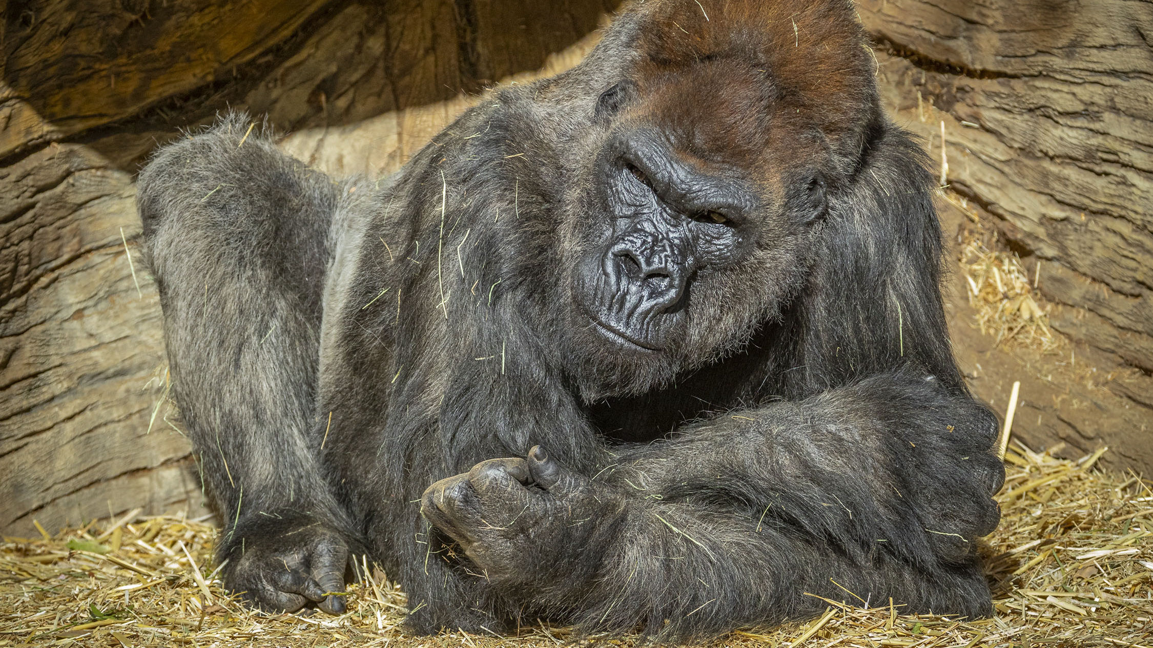 Sikerült meggyógyítani egy idős, koronavírusos gorillát