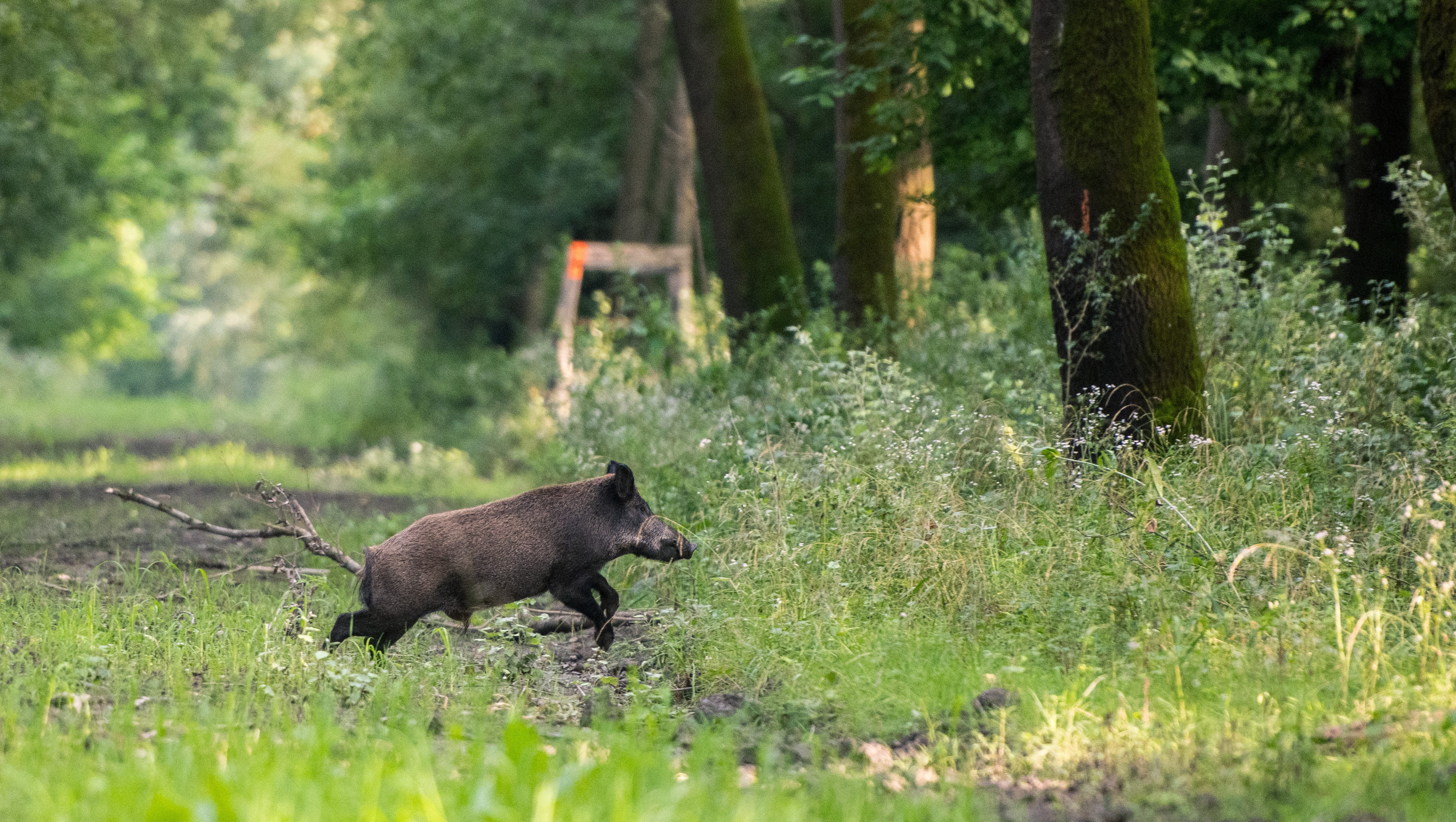 „Balkáni állapotok uralkodnak Büssüben”, valakik agár-bull keverékekkel próbálnak vadászni