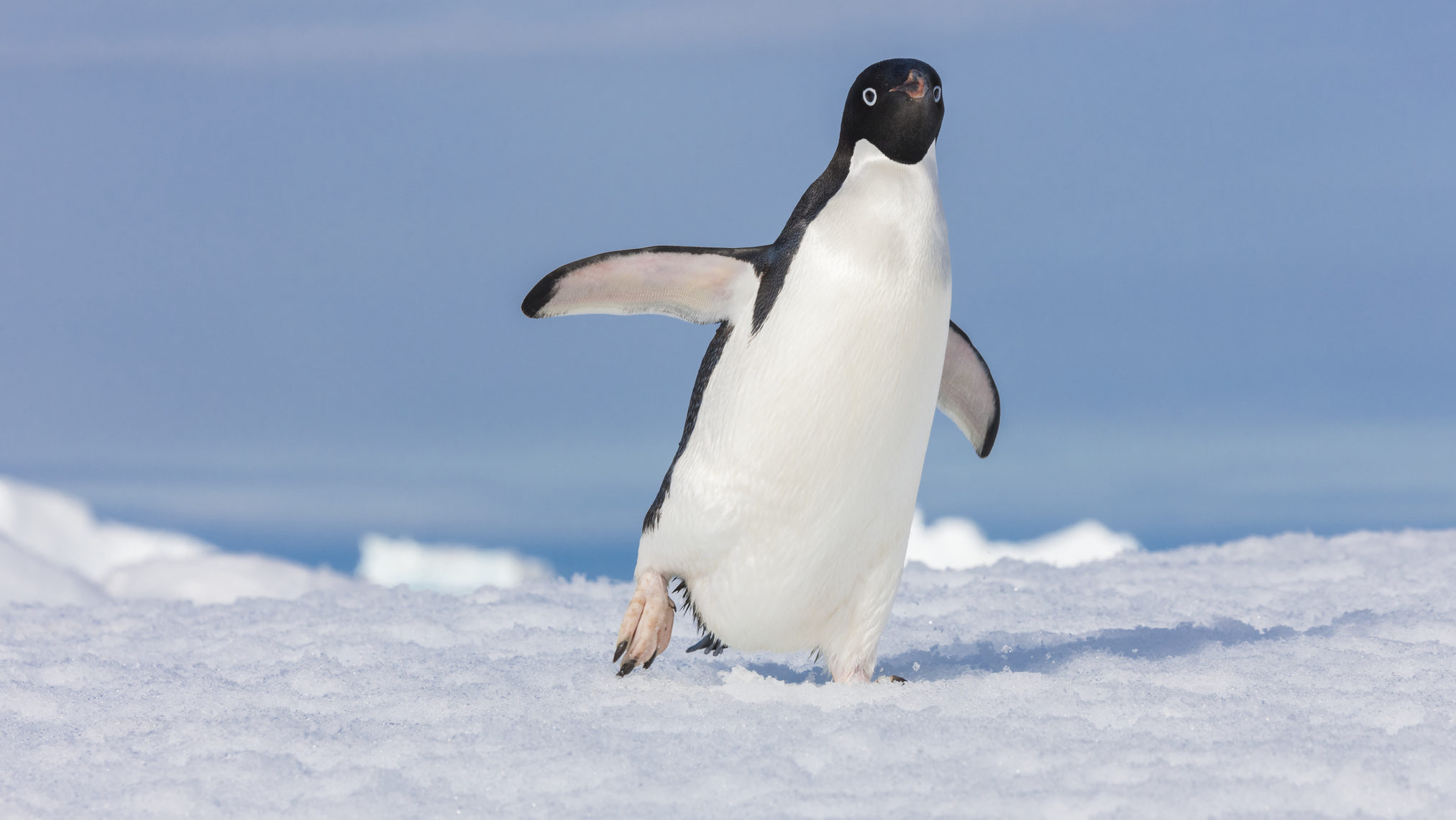 Az anális koronavírus-teszt nem okoz pingvinjárást a kínai hatóságok szerint