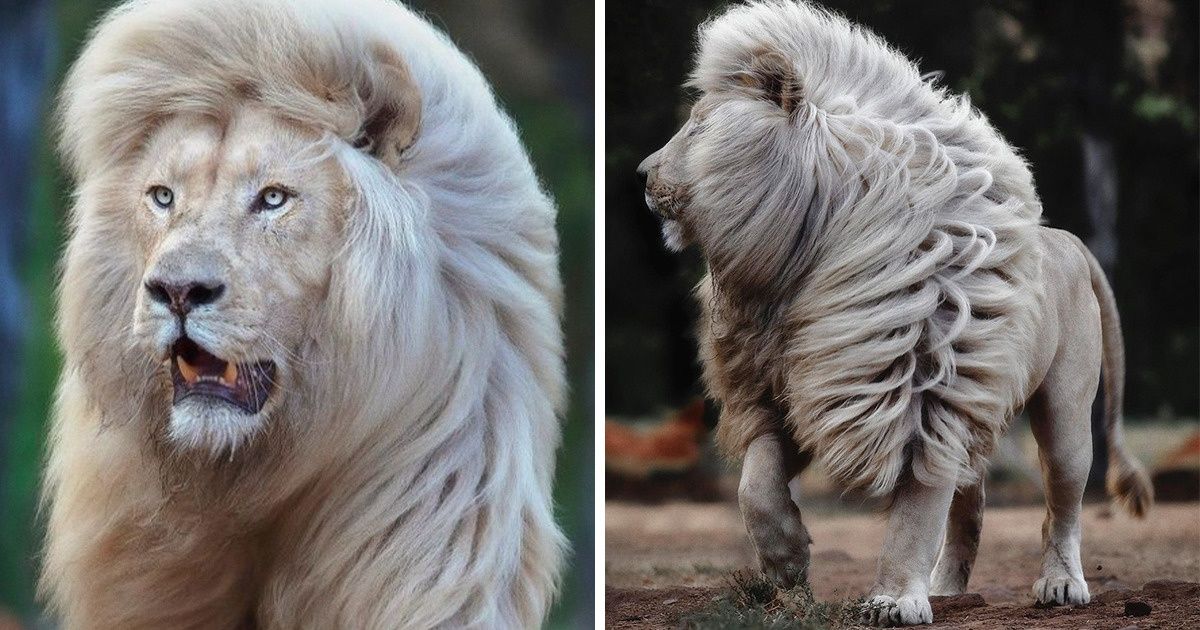 Egy fotós, aki minden szögből megörökíti a fehér oroszlánt