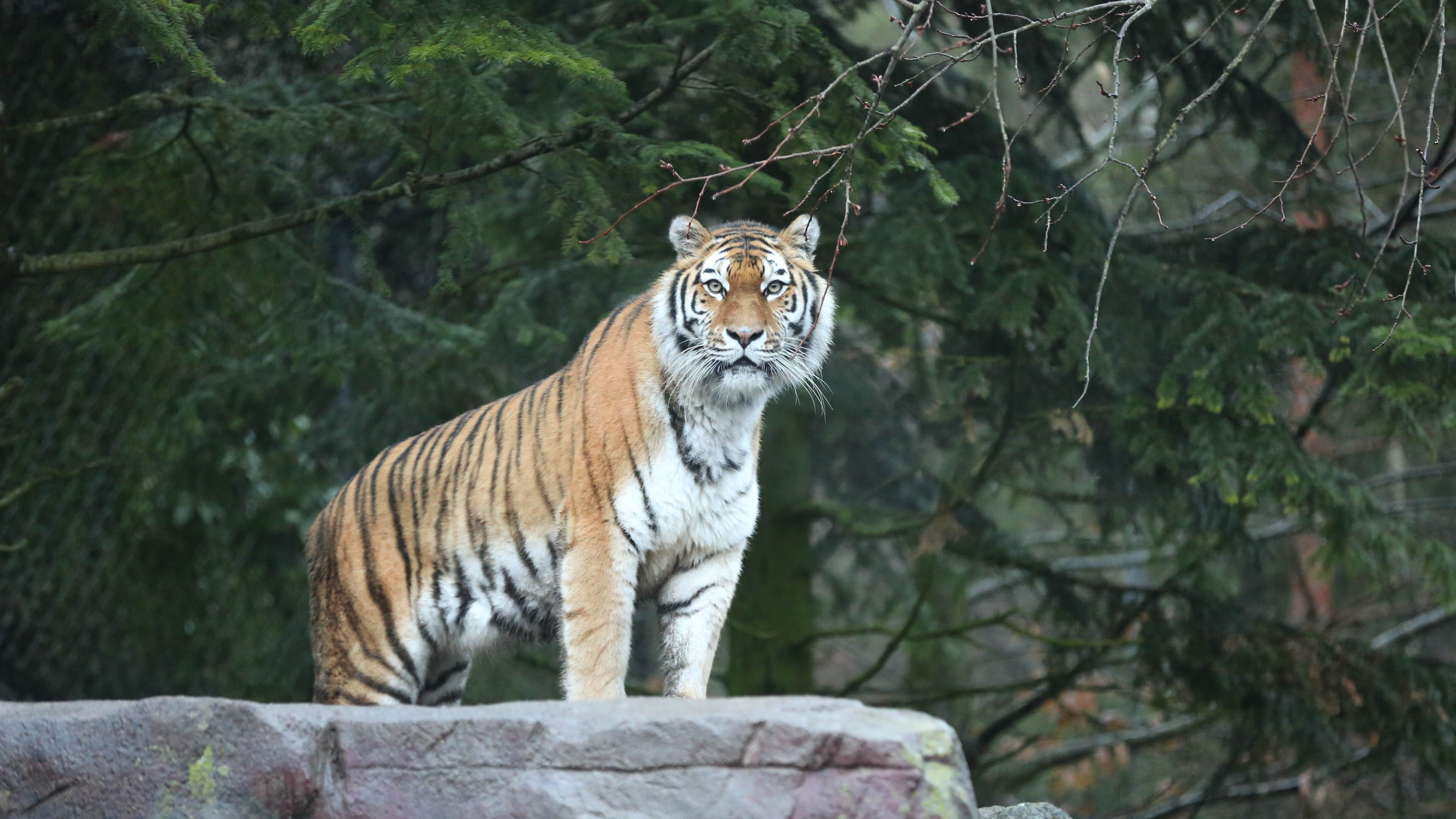 Átharapta a gondozó torkát egy állatkerti tigris Ukrajnában