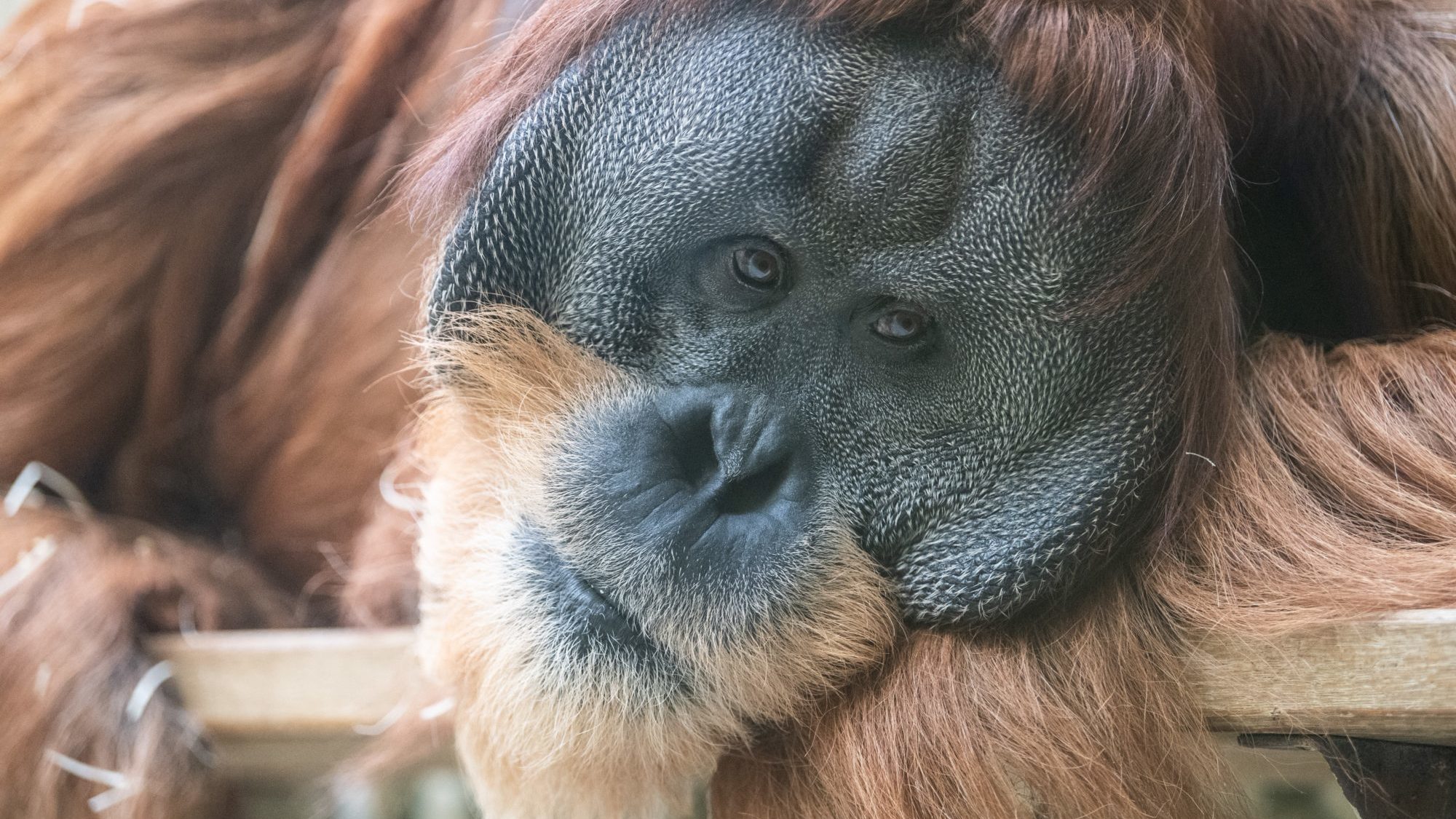 Másként kommunikálnak az állatkerti orangutánok, mint vadon élő társaik
