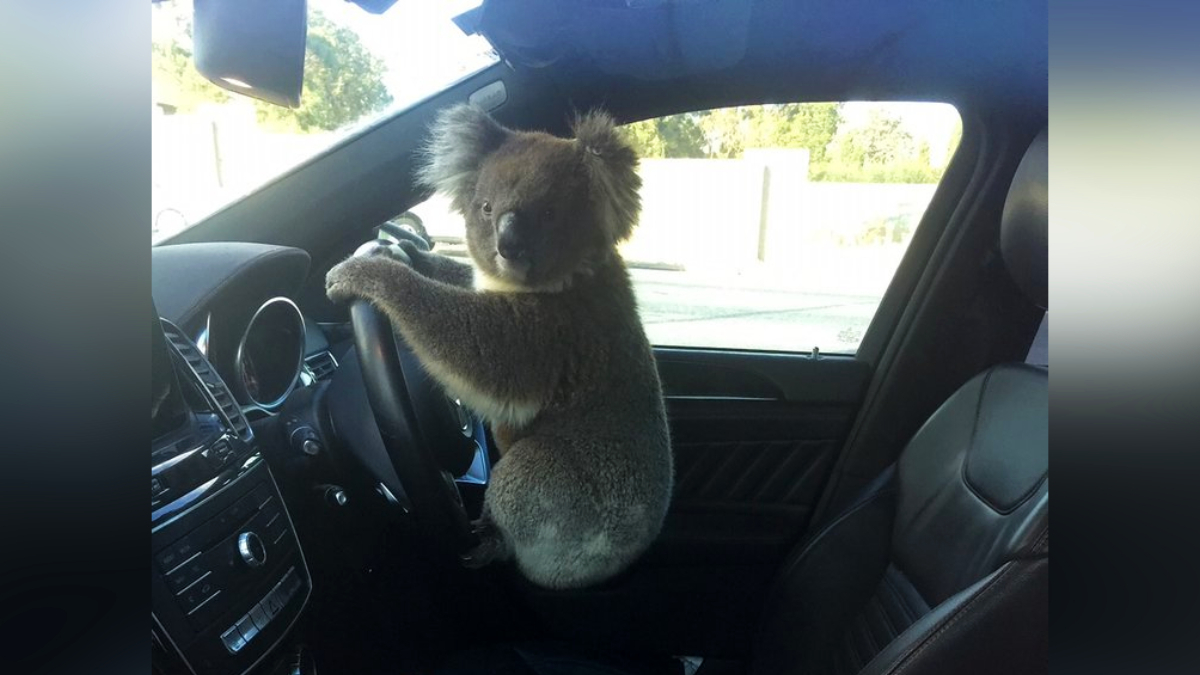 Koala okozott tömegbalesetet Ausztráliában