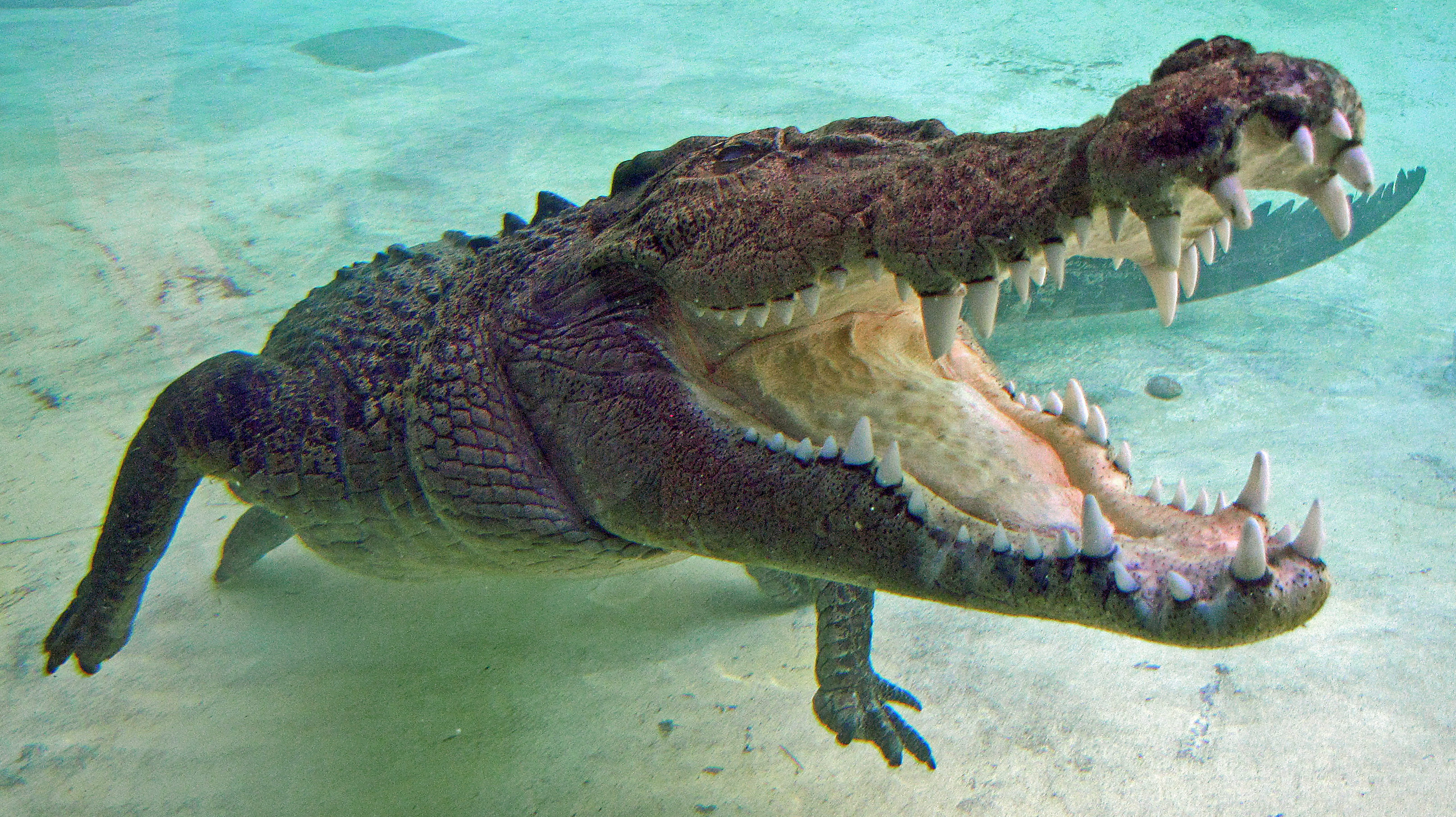 Emberi maradványokat találtak egy hatalmas krokodilban
