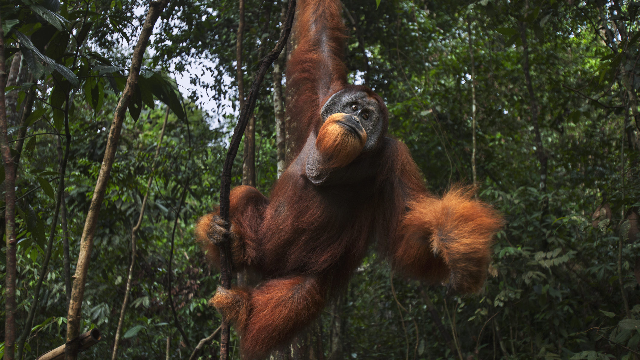 18 év után engedtek szabadon egy orangutánt