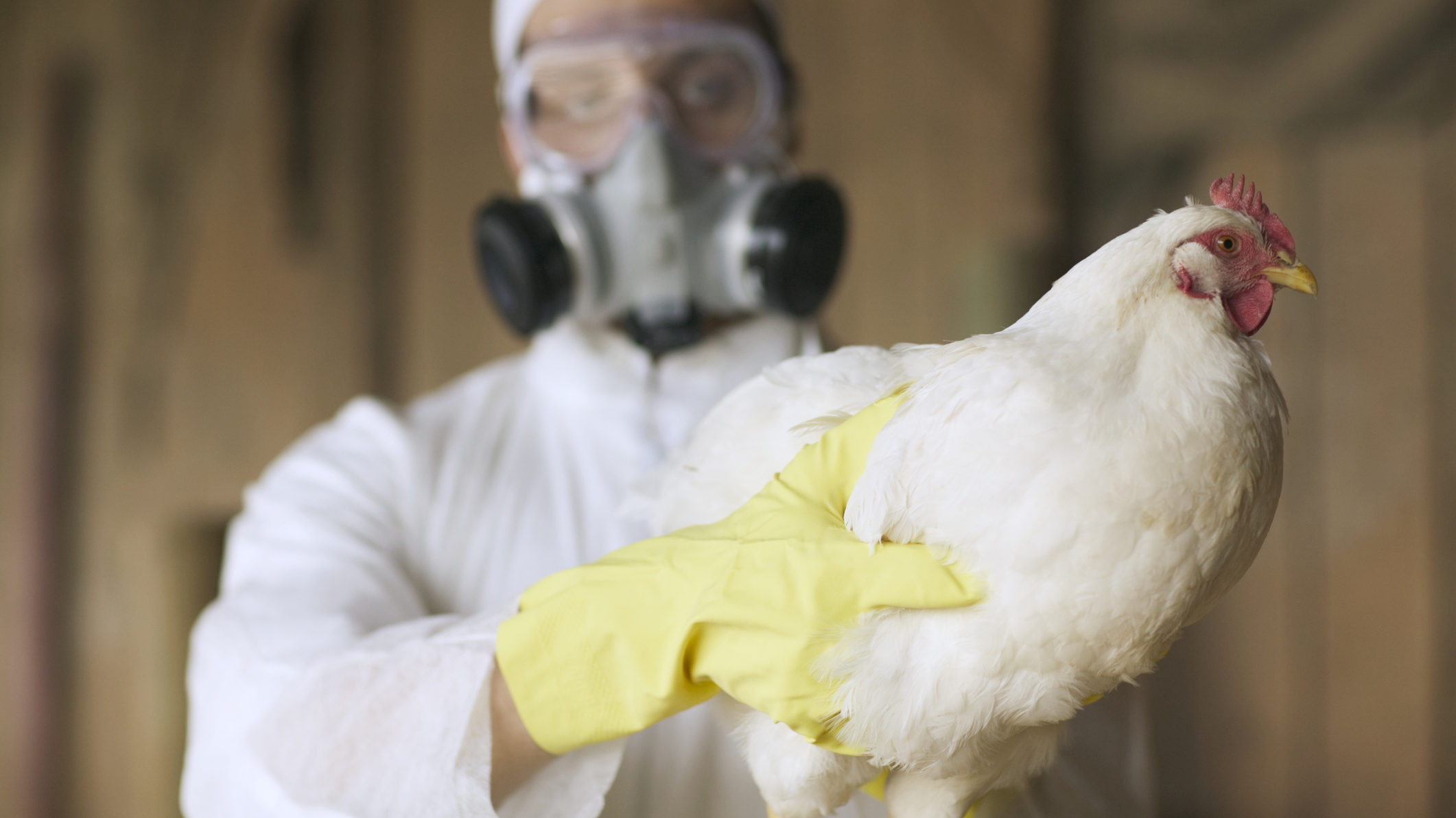 Afganisztánban is megjelent az új madárinfluenza, amely Oroszországban emberekre is átterjedt