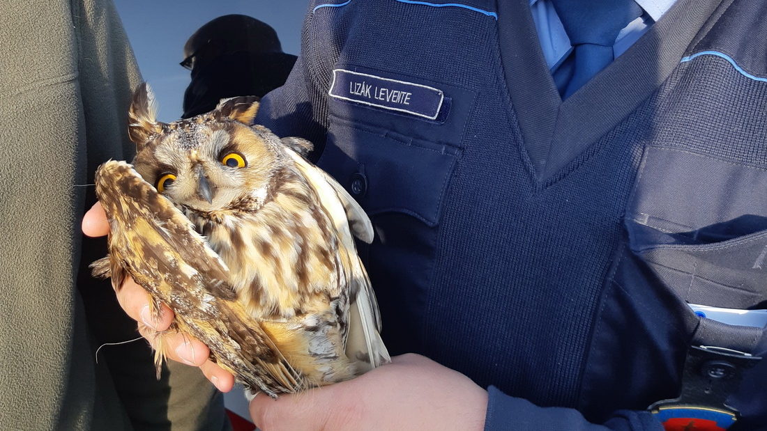 Törött szárnyű baglyot mentettek a rendőrök