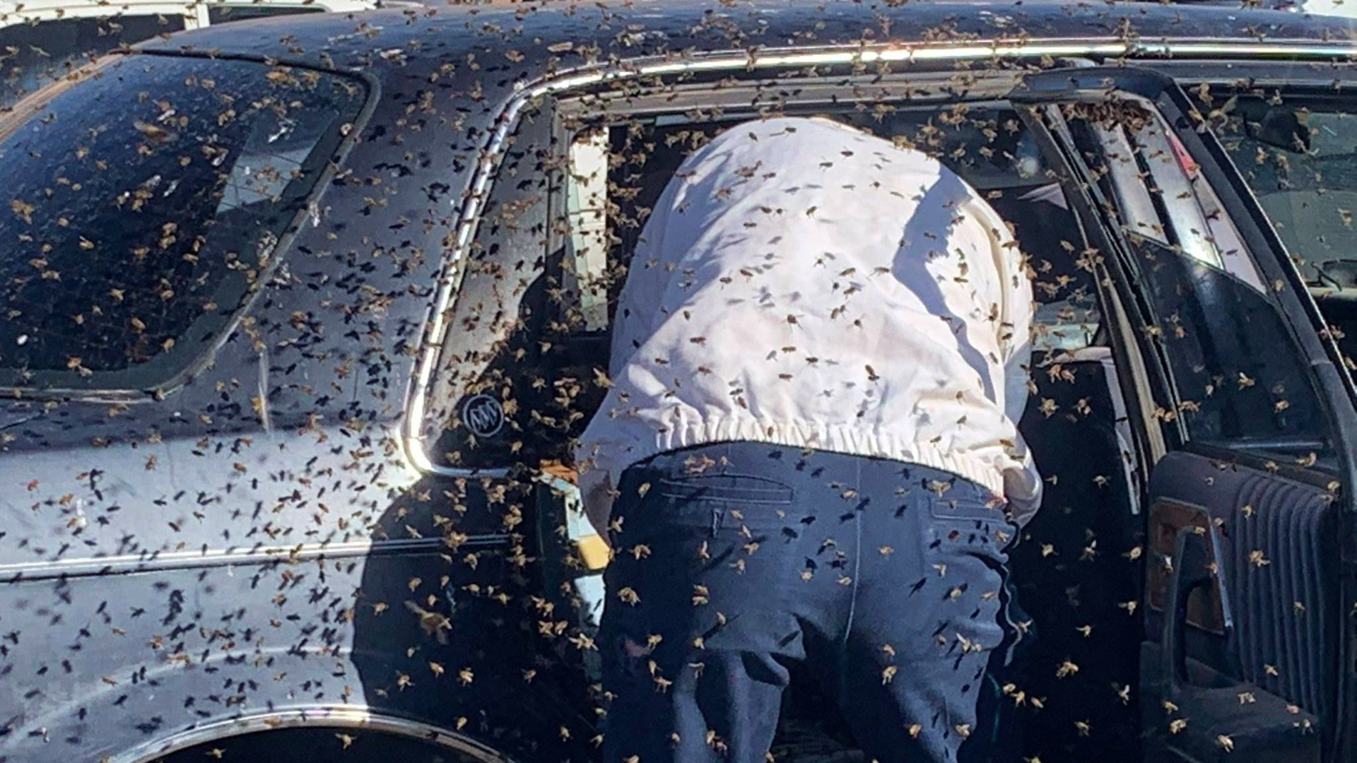 Vásárolni ment egy amerikai férfi, 15 ezer méh várta az autója hátsó ülésén, amikor visszatért
