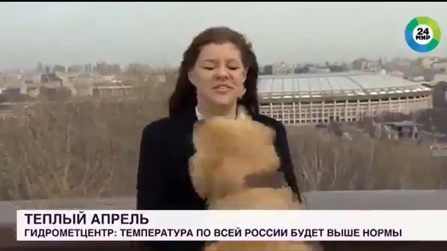 Egy kutya élő adásban szedte el a tévés meteorológus mikrofonját