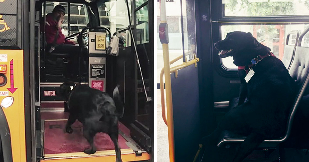 Minden nap egyedül száll buszra a labrador, hogy elmenjen a közeli parkba