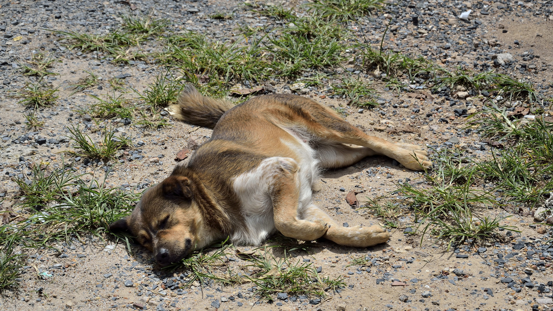 „Nem gondoltam, hogy a hurok fulladást okoz” – védekezett a kutyát temetőbe vonszoló férfi