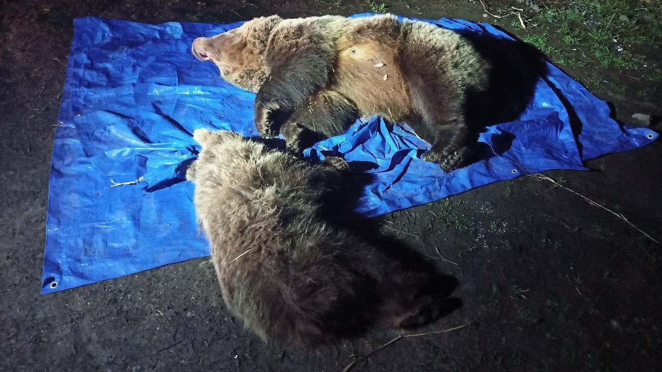 Lelőttek egy medvebocsot az anyjával a Tátrában