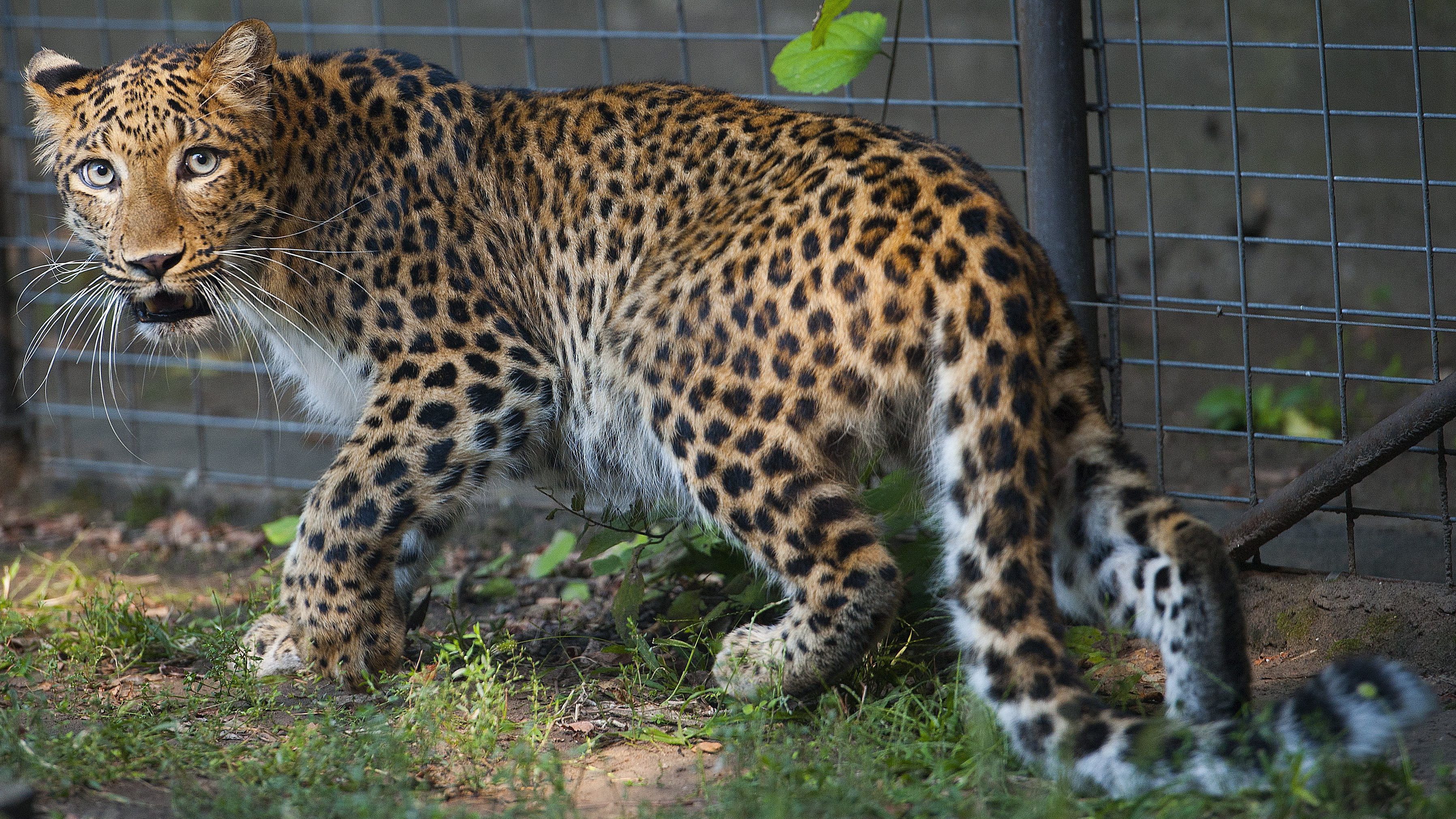 Megszökött három leopárd az állatkertből, de nem szóltak róla, hogy ne legyen pánik