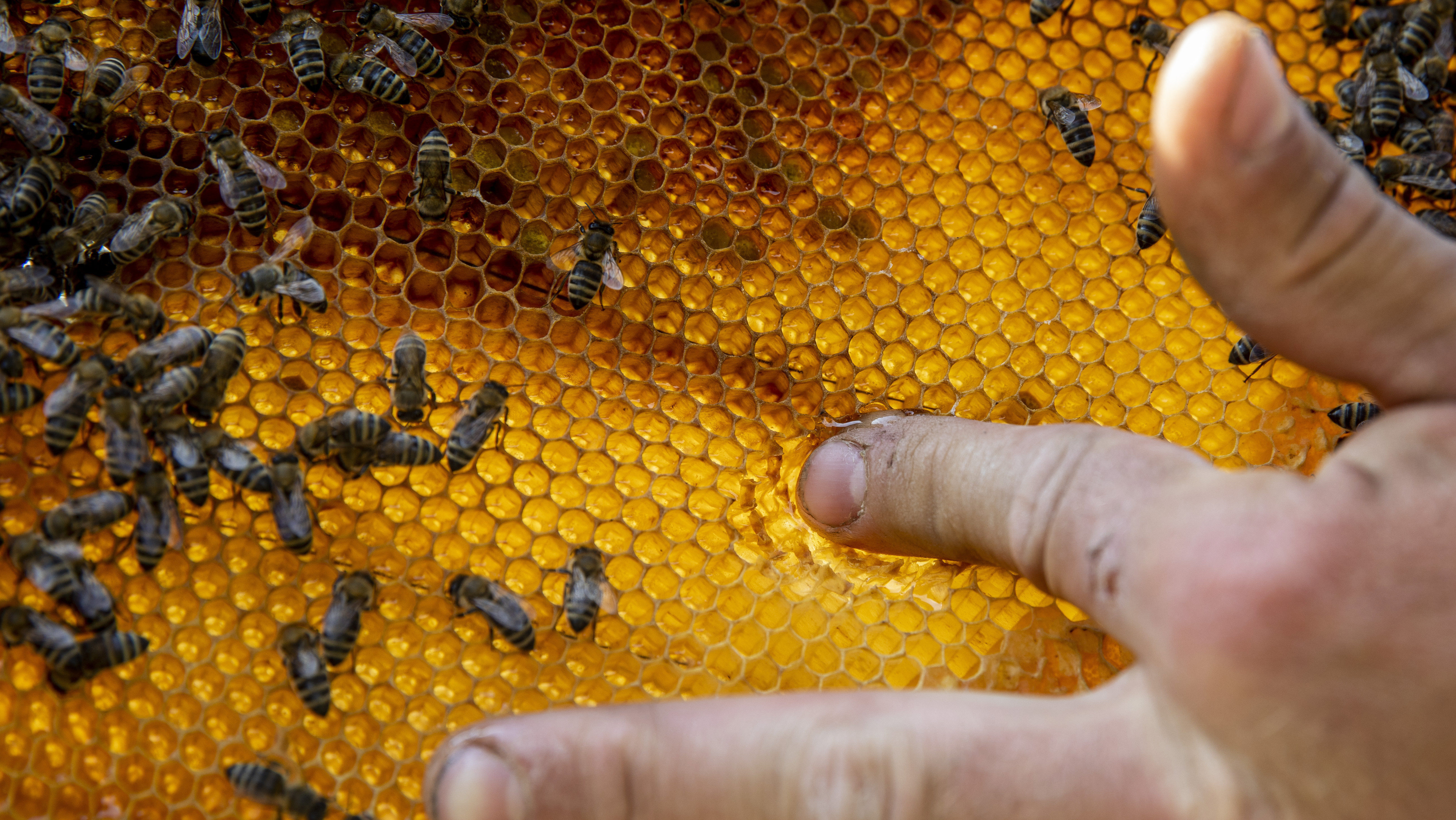 A fagyok és a szélsőséges időjárás miatt aranyárban mérik majd a magyar mézet