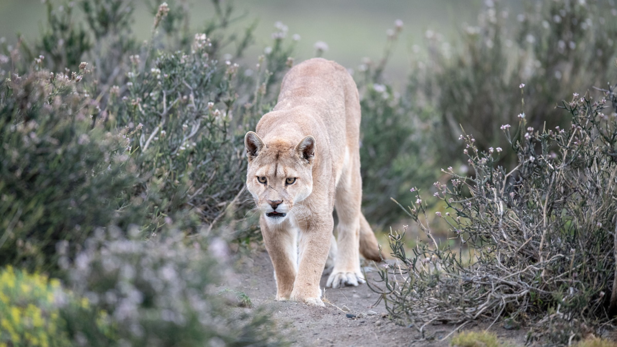 Videón, ahogy egy férfit perceken át követett egy puma