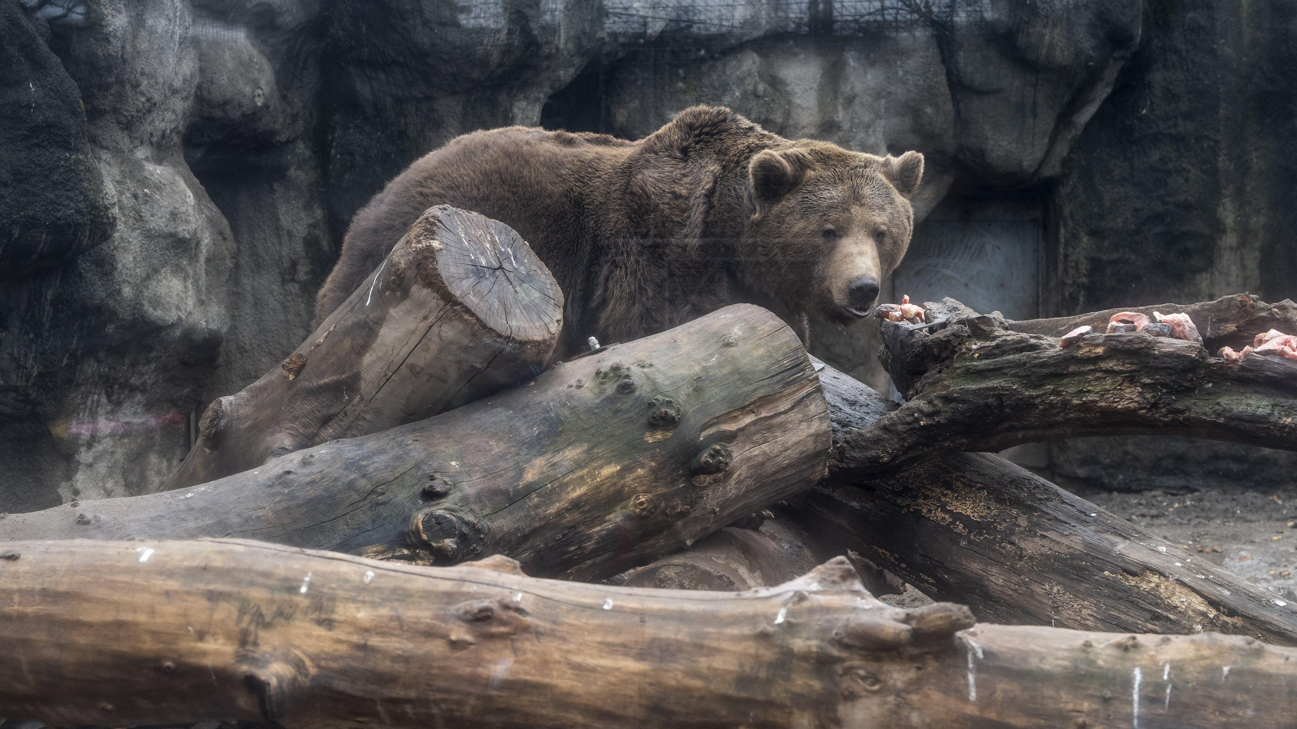 Két medve jelent meg Nógrád megyében