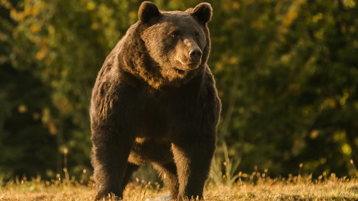 A gyilkos medve miatt áll a bál Szlovákiában