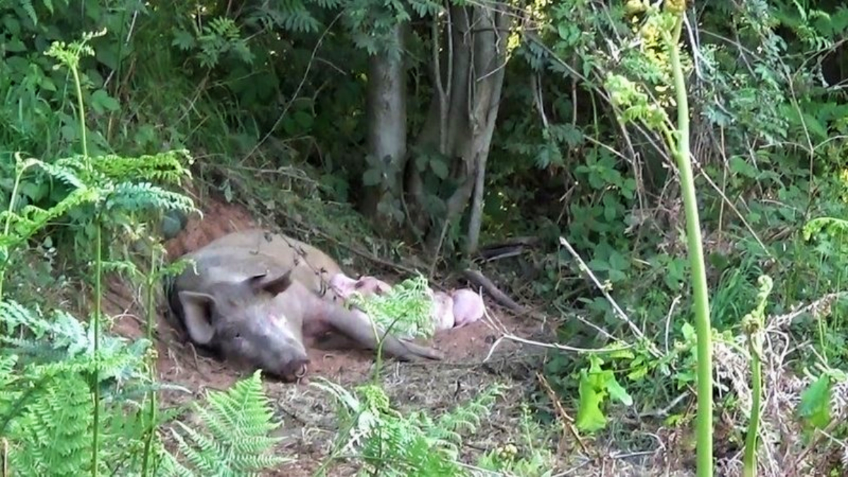 Megszökött a farmról egy koca, hogy szabadon hozza világra kicsinyeit