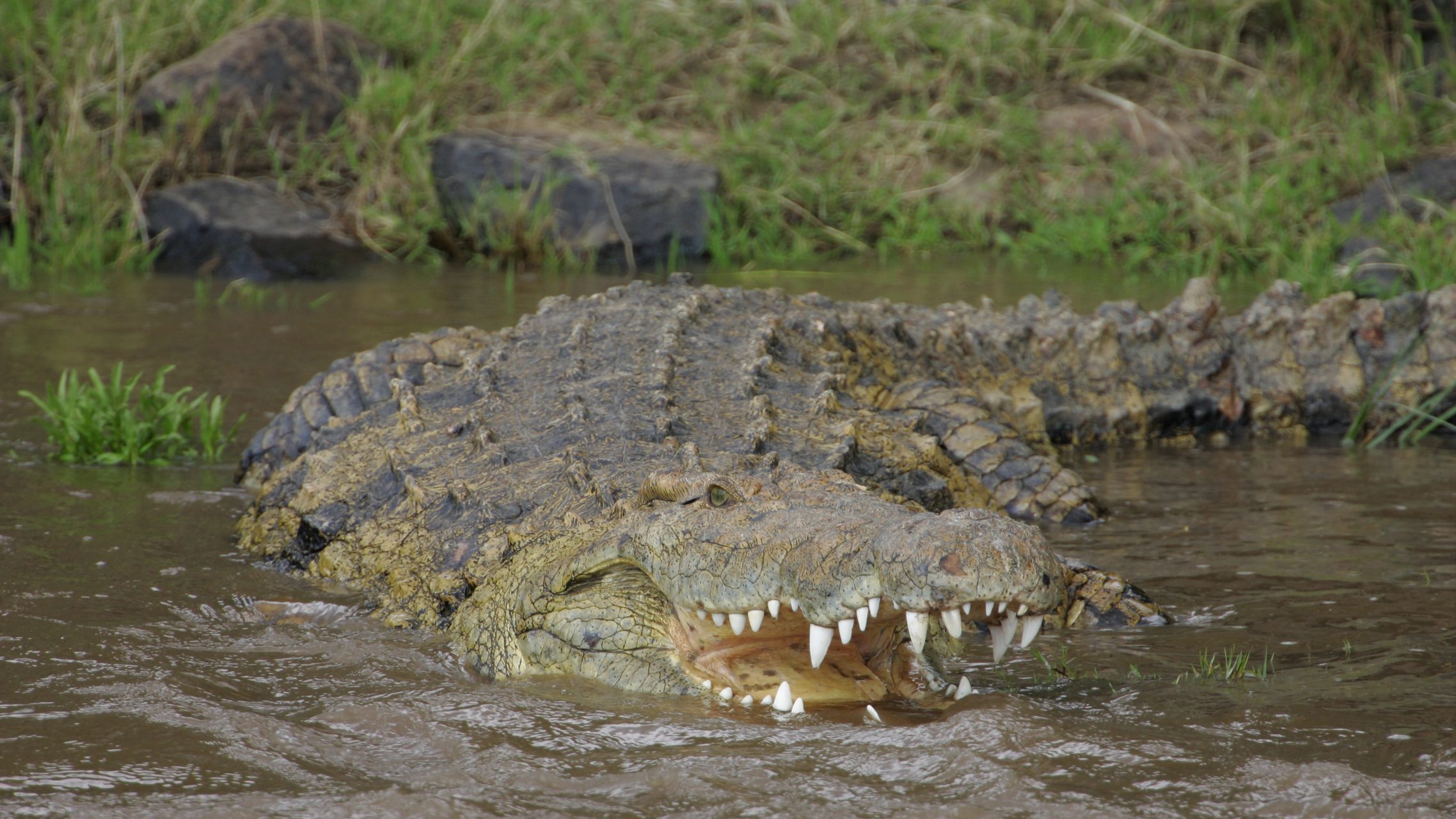 Háromszáz embert ölhetett meg Gustave, a krokodil