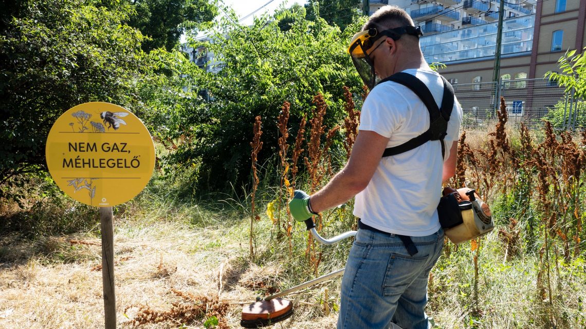 Kapott néhány szakmai tanácsot a Fidelitas a Főkerttől