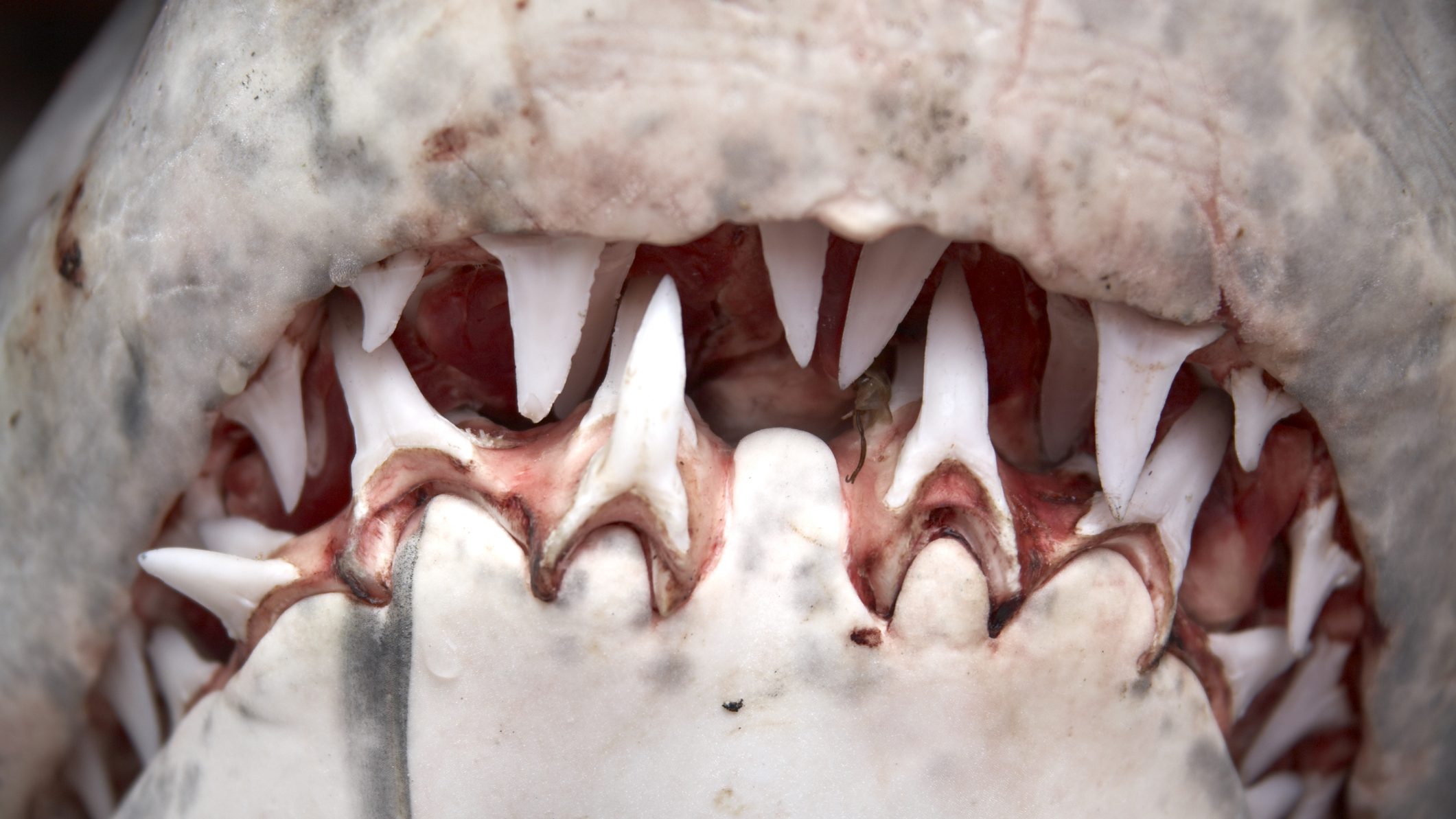 Túlélte egy fehér cápa támadását egy kaliforniai strand vízében rákászkodó férfi