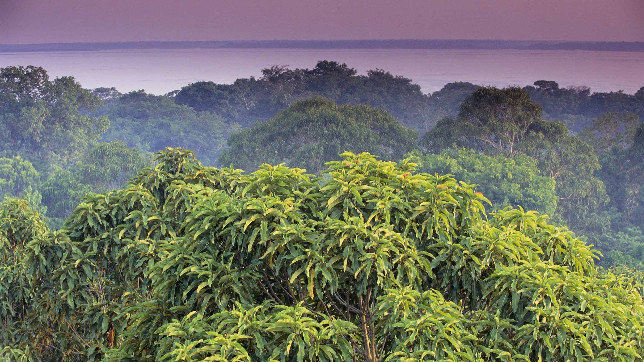 Már több szén-dioxidot bocsát ki Amazónia, mint amennyit elnyel