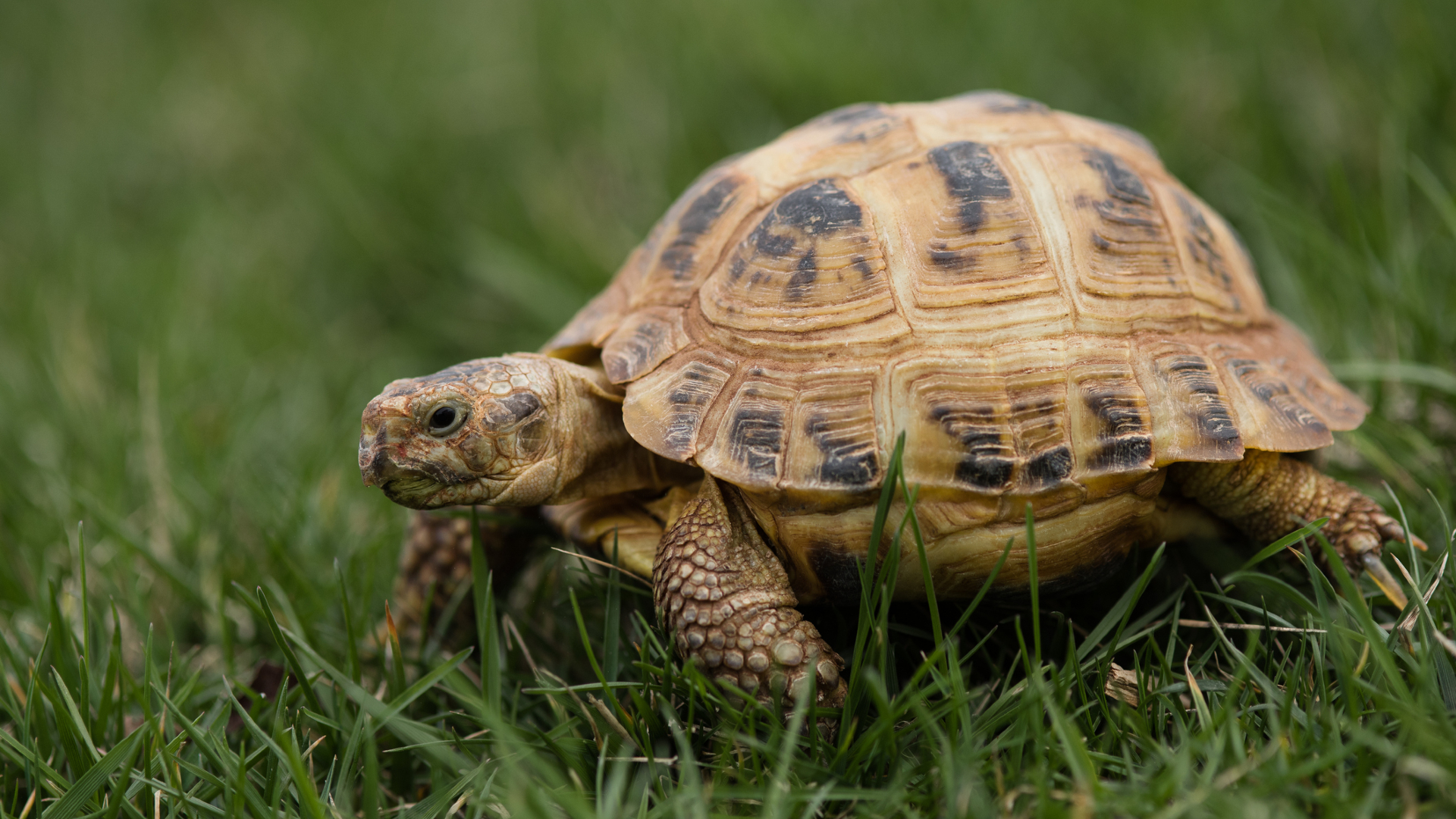 Egy év után találták meg a szökevény teknőst, tippeljen, milyen messzire jutott!