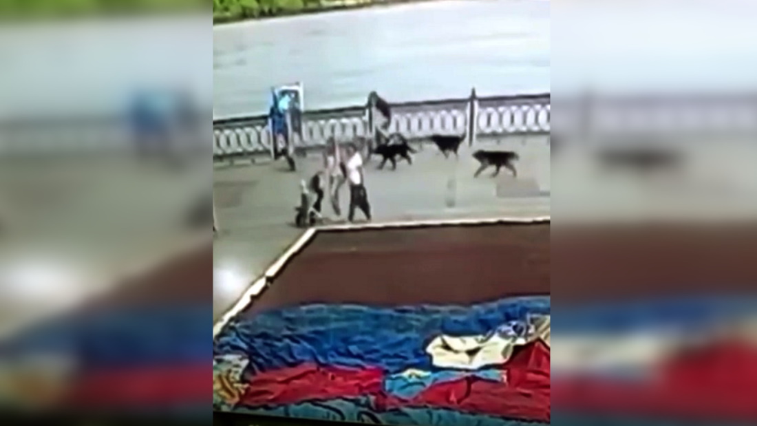 Videón, ahogy a kóbor kutyák elől menekülő kerékpáros elüt egy gyalogost
