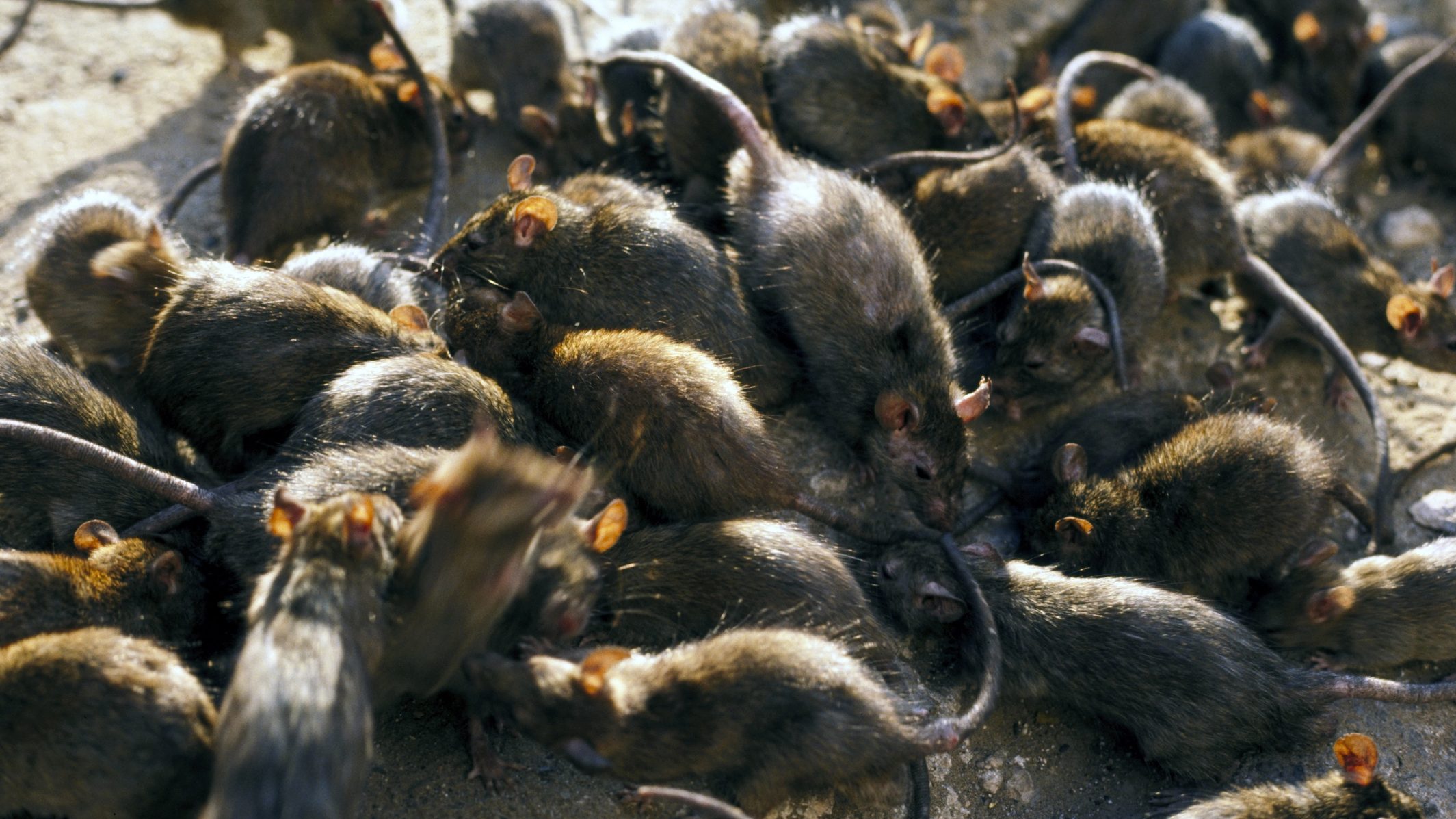 Száznál több patkány rohamozta meg a sétáló nőt