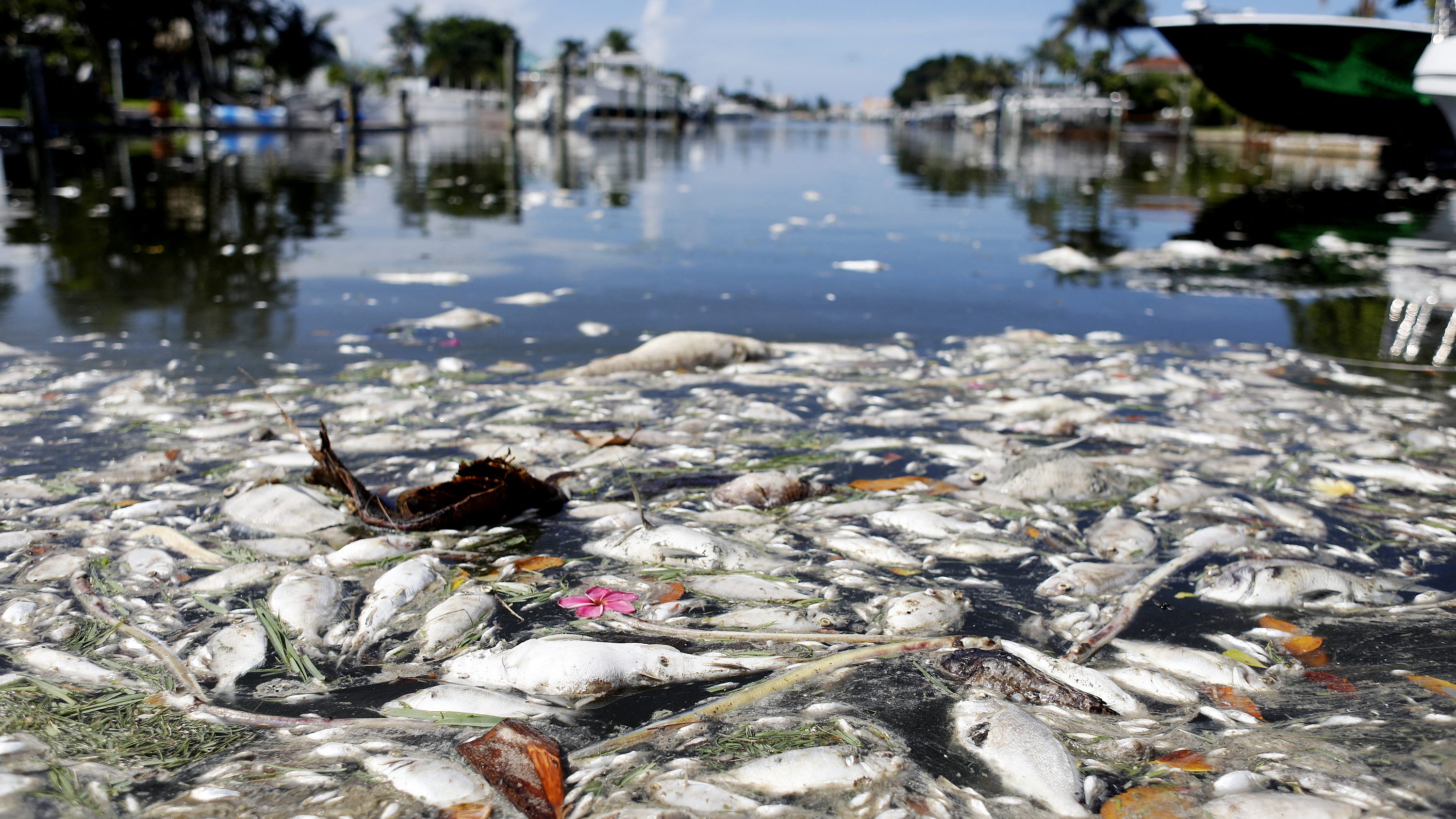 Tömegesen pusztulnak a tengeri állatok Floridánál