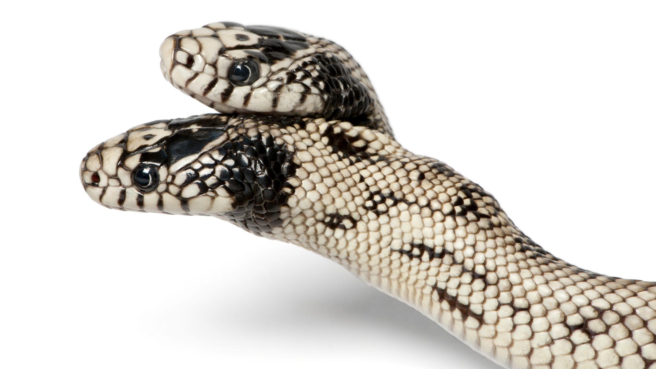 Videón, ahogy egy kétfejű kígyó egereket eszik