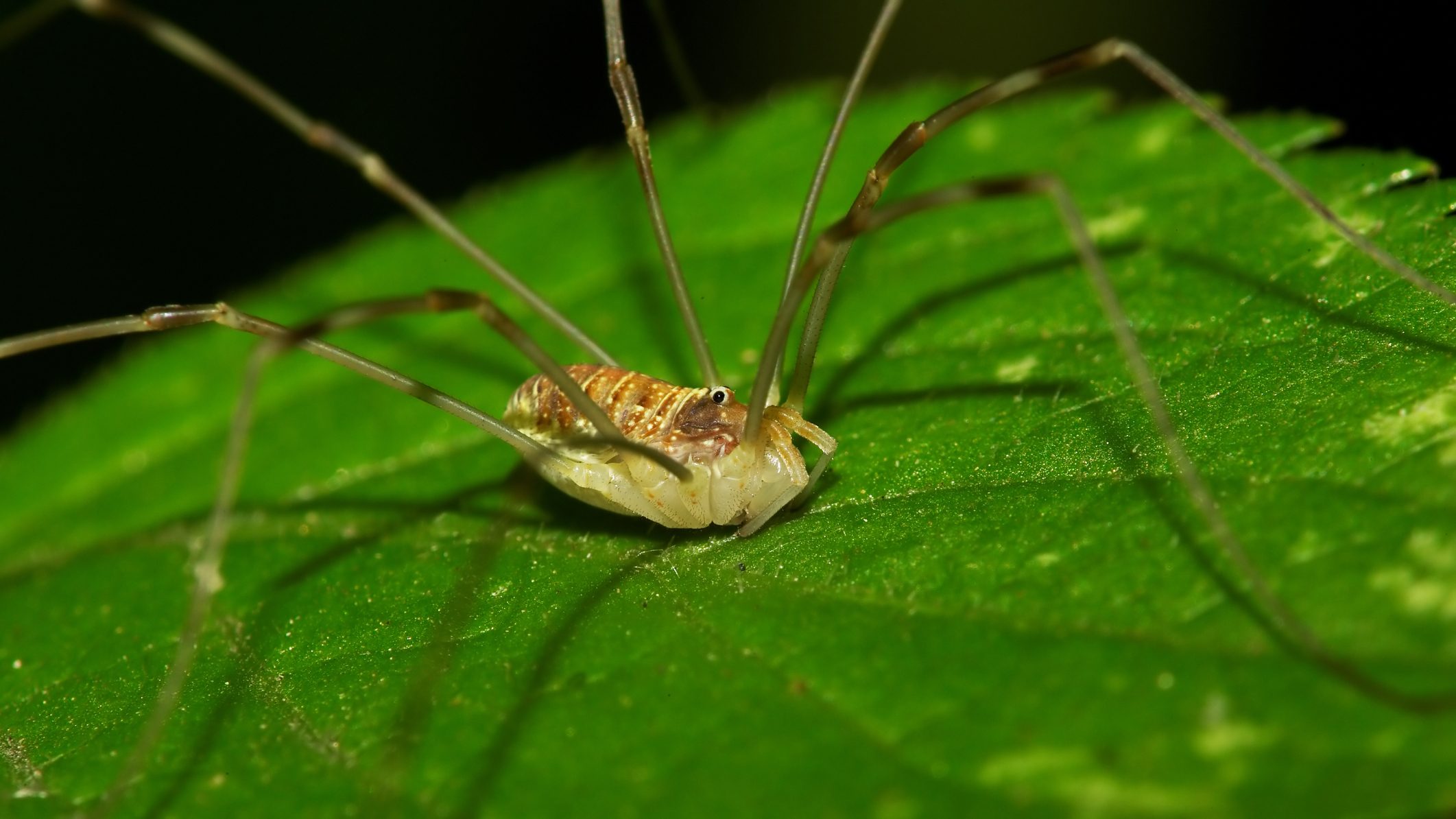 Génmódosított pókokat hoztak létre tudósok