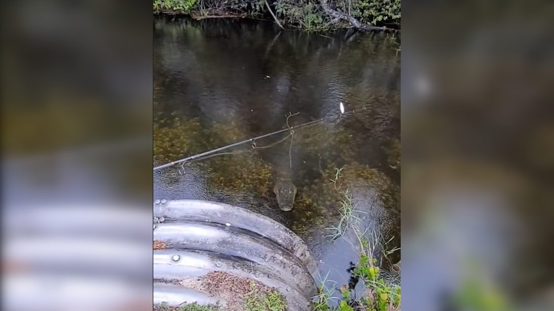 Videóra vette az aligátort, ami be akarta cserkészni őket horgászás közben