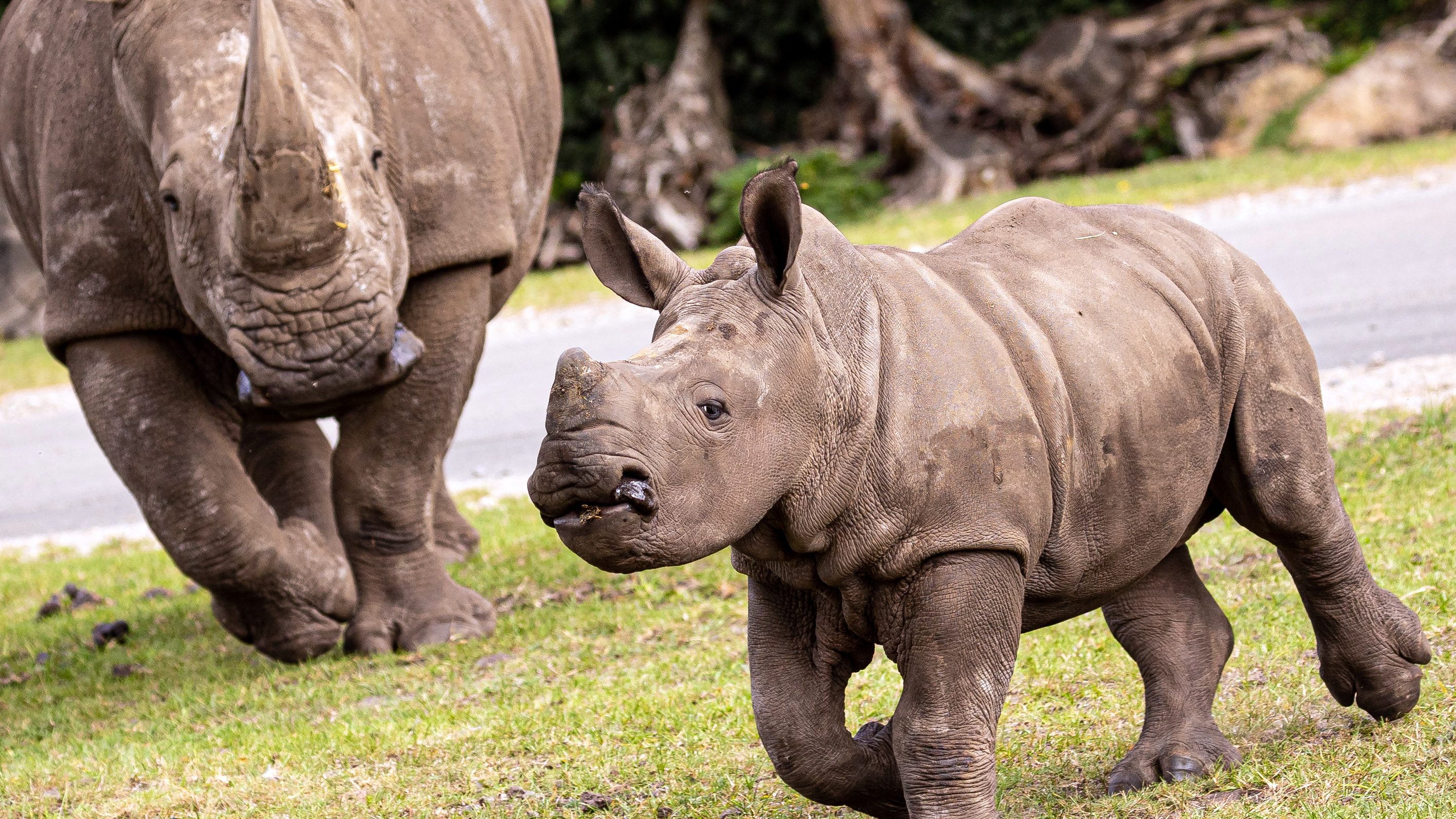 Történelme legnagyobb állatszámlálására készül Kenya