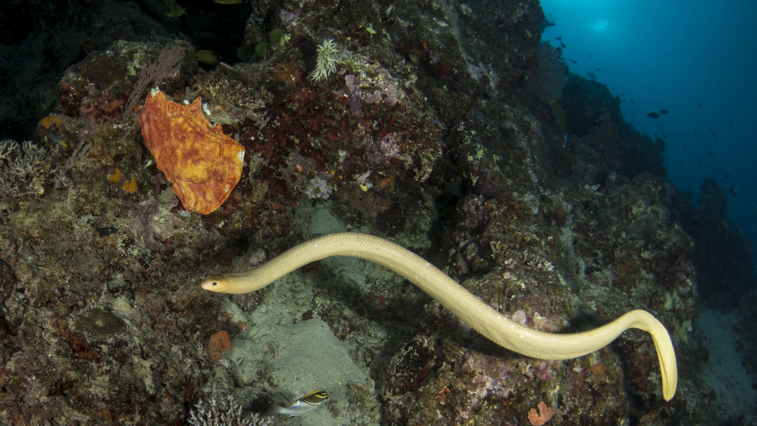 Kanos tengeri kígyók kergettek meg egy búvárt