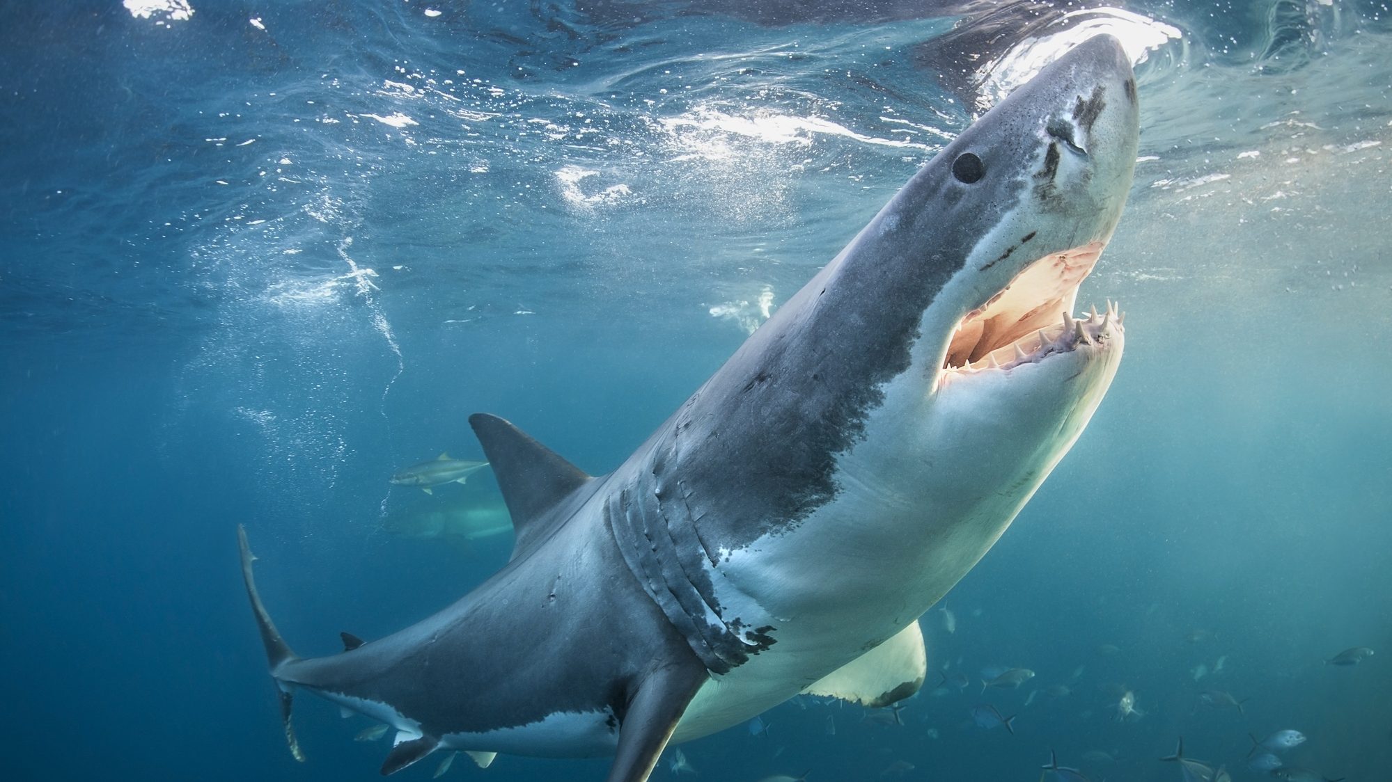 Videón, ahogy fehér cápák tépik szét egy bálna tetemét