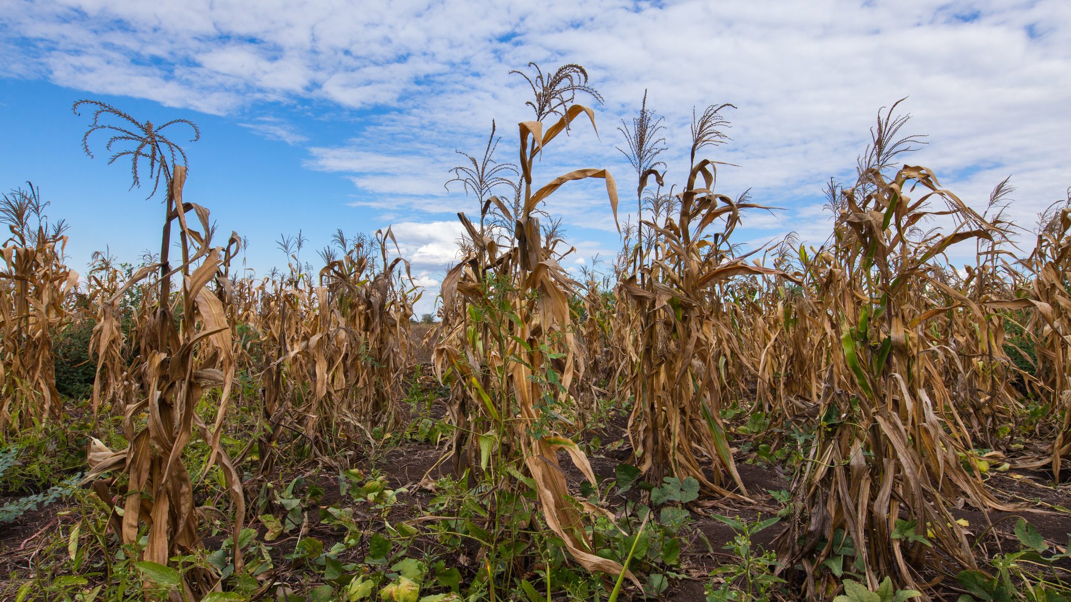 Éhínséget okozott Madagaszkáron a klímaváltozás