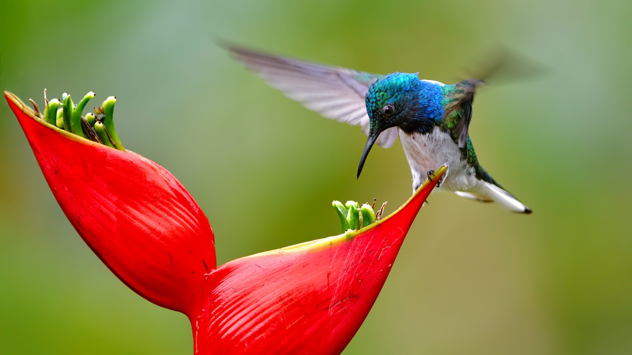 Utánozzák a hímeket a nőstény kolibrik, hogy elkerüljék a zaklatást
