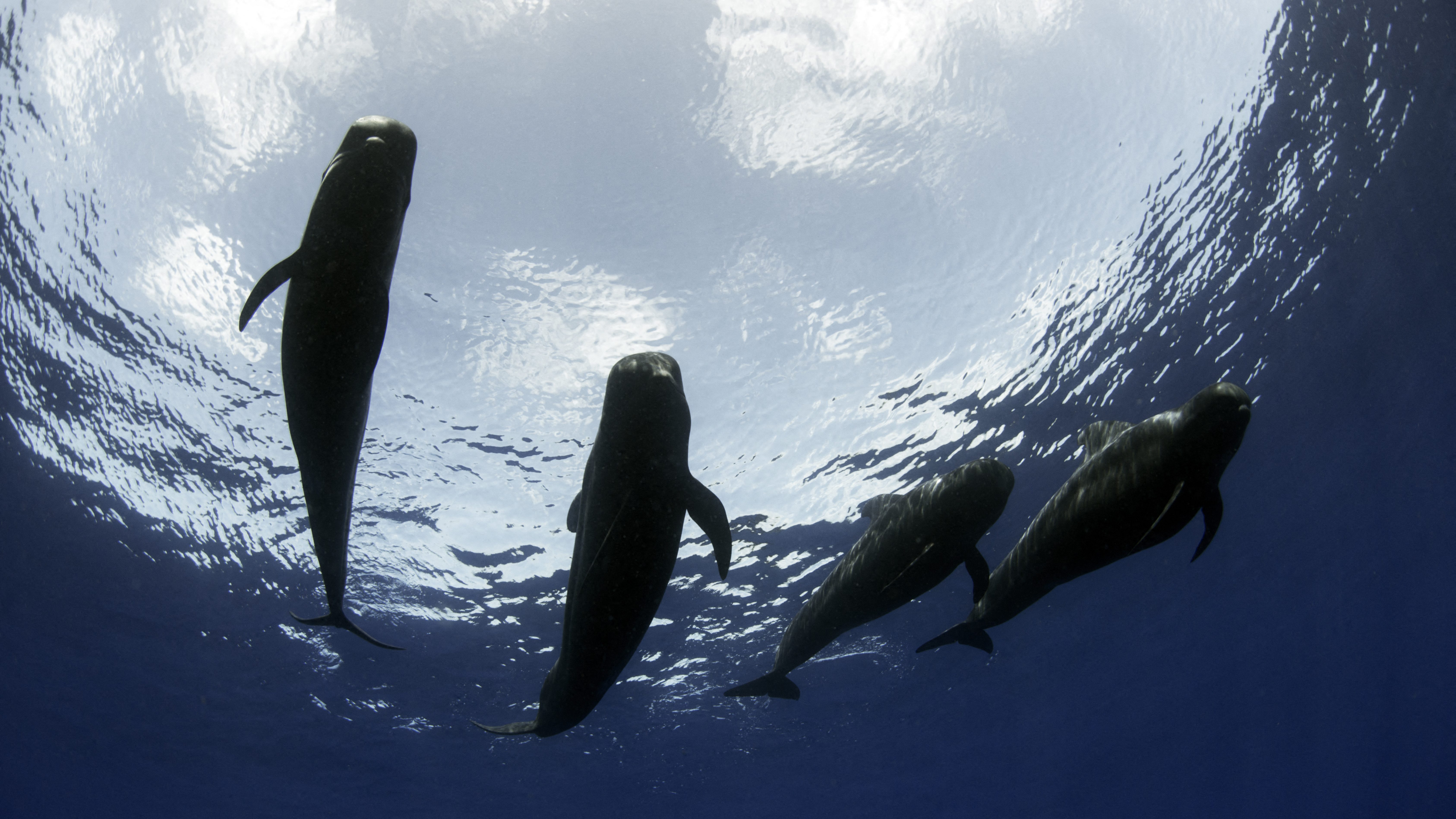 Aggasztóan sok a döglött delfin a holland partokon