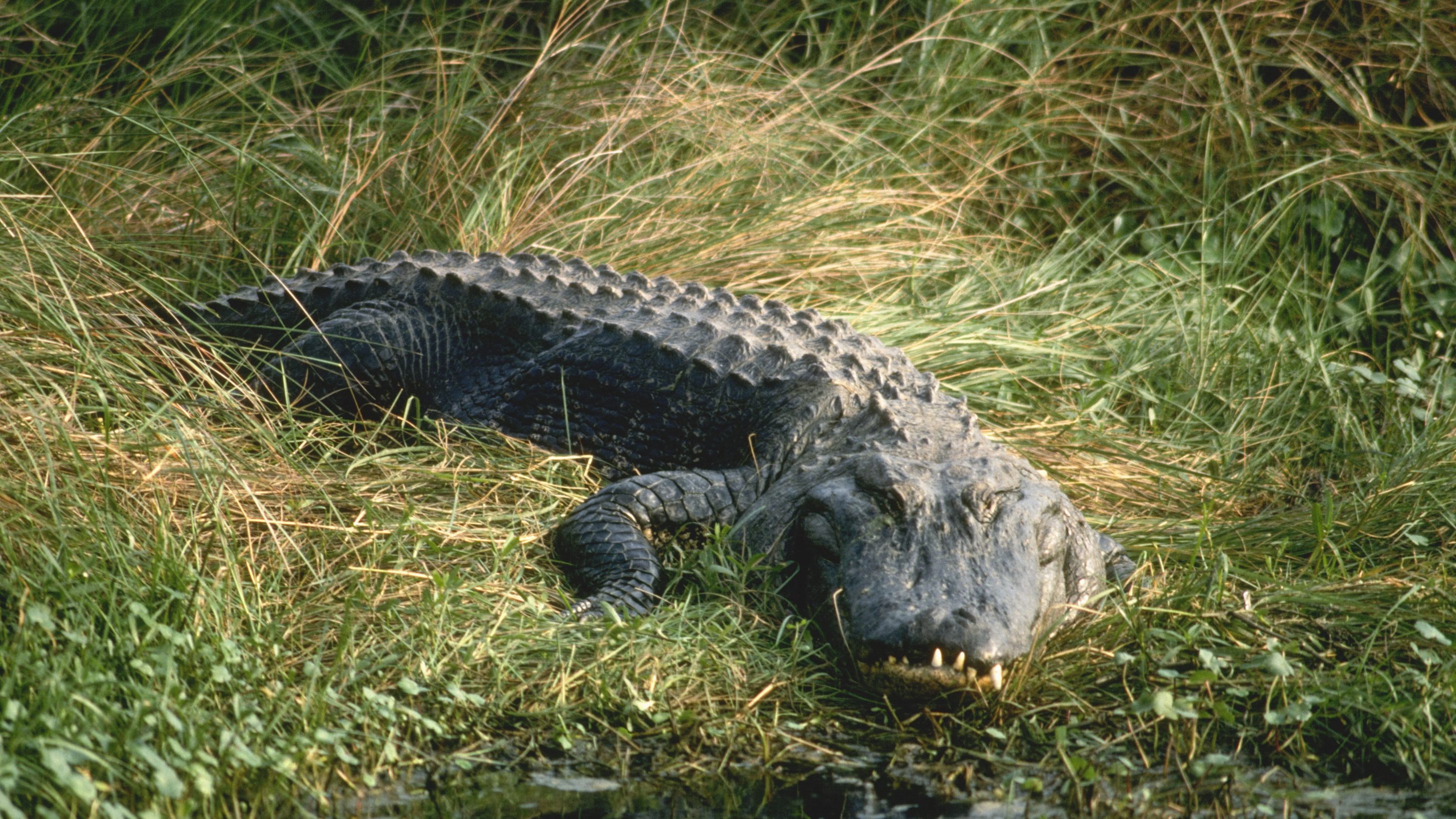 Emberevő aligátort találtak