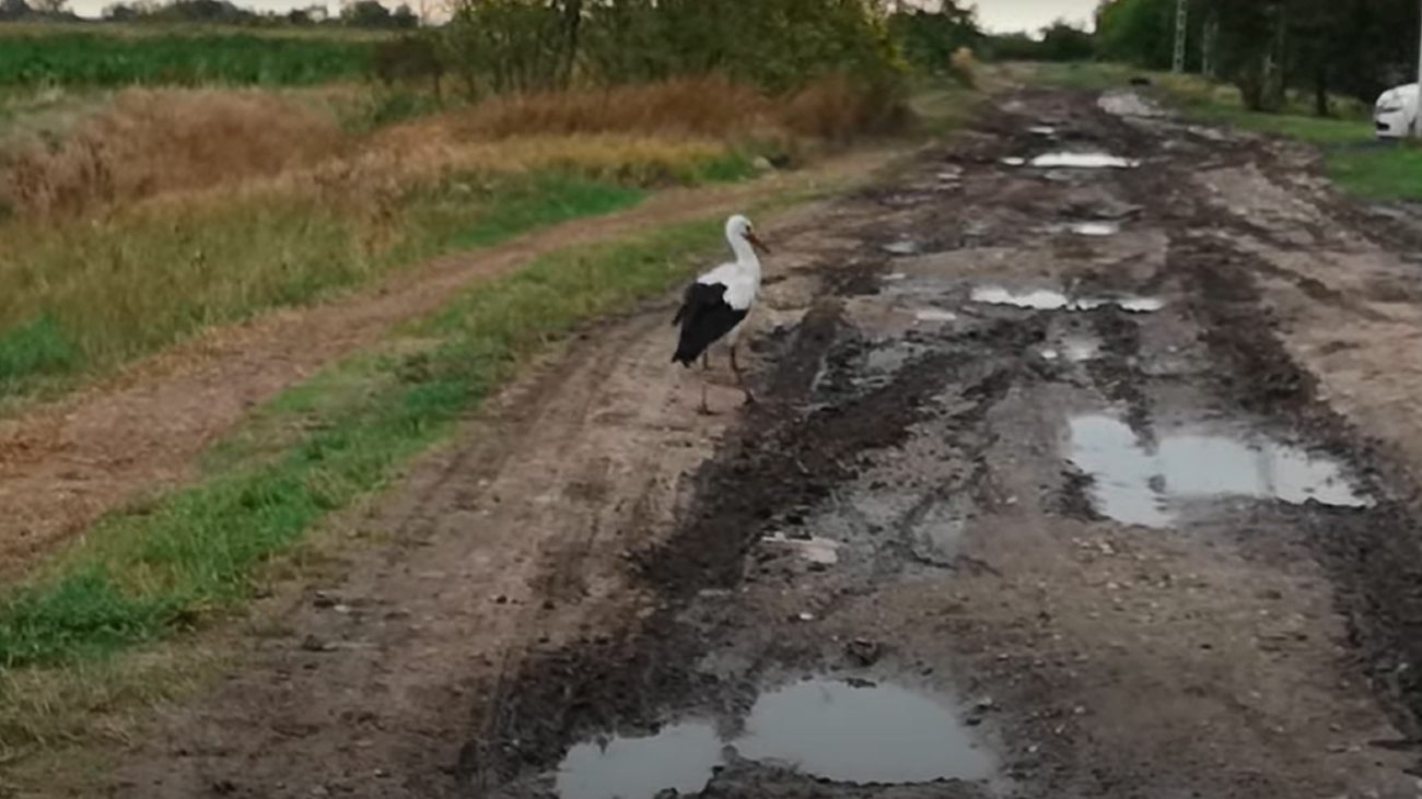 Gólya sétálgat egy békési község utcáin