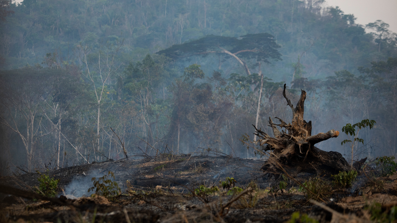 Kevesebb erdőt pusztítottak el Brazíliában