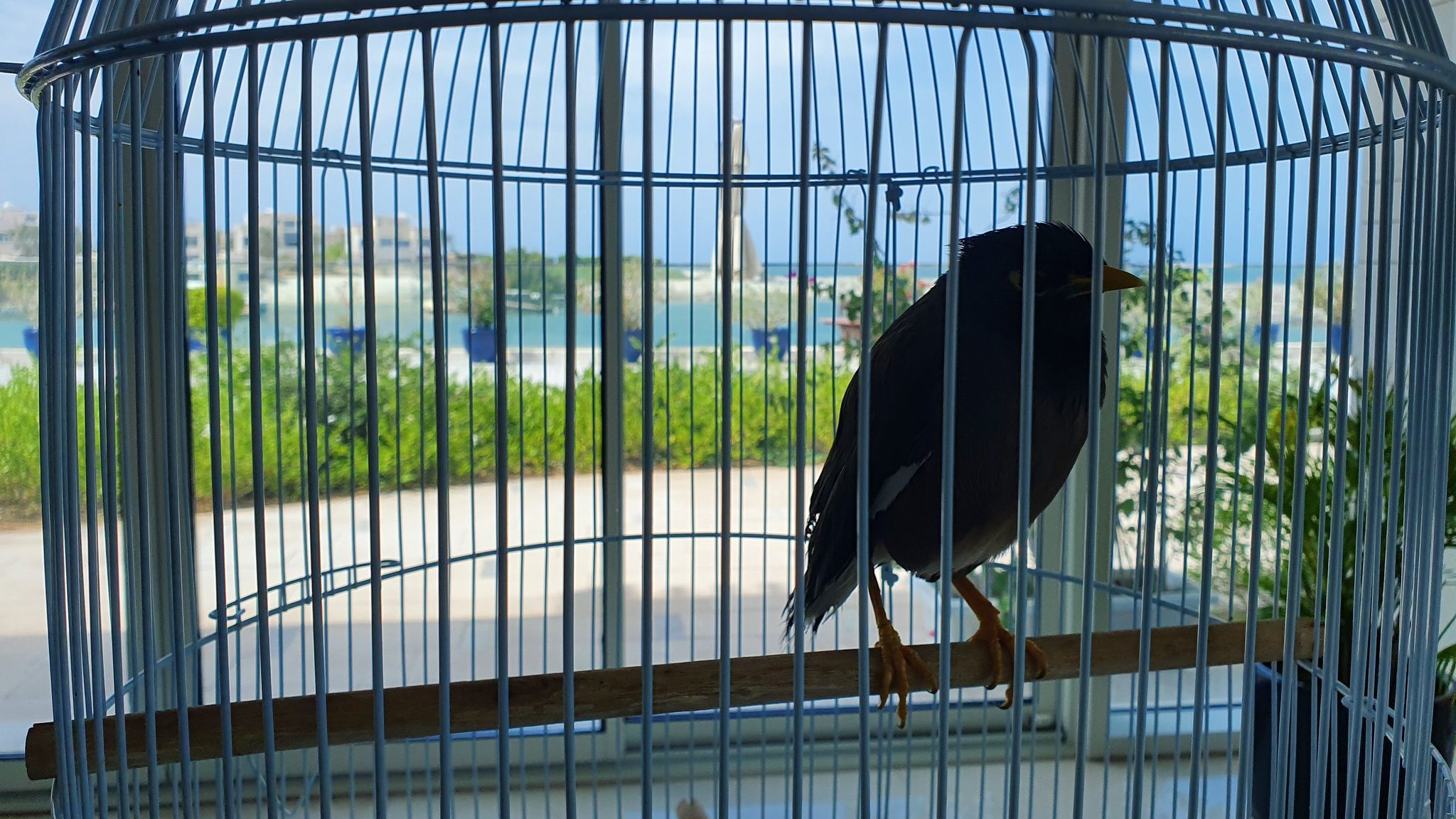 Dzsudzsi, a Kabulból kimenekített madár már köszönni is tud