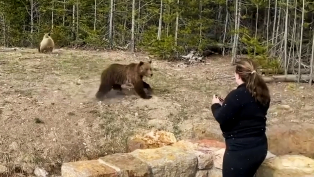 Börtönbe küldik a nőt, mert túl közel ment a medvékhez a Yellowstone Nemzeti Parkban